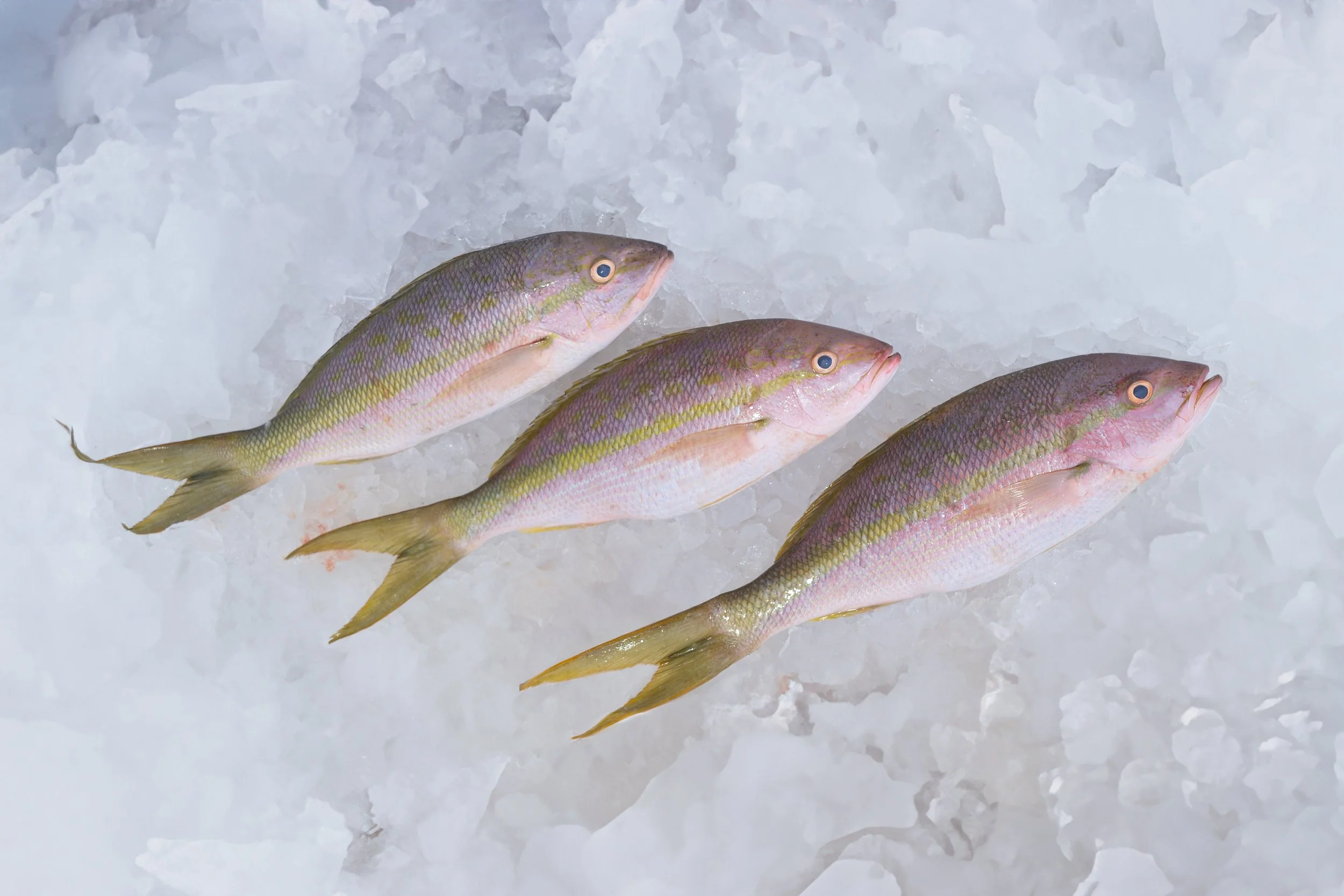 2023_10_05 EAT FLORIDA SEAFOOD-65.jpg
