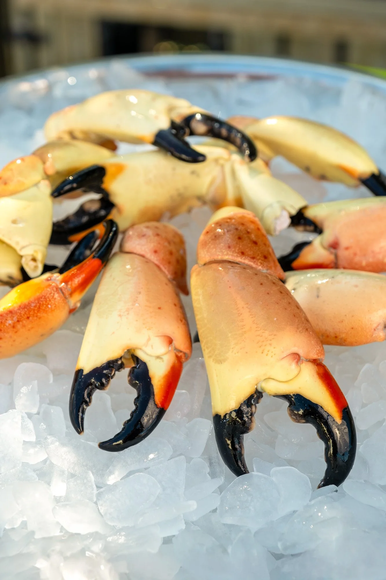 Florida Stone Crab Claws, Colossal – 1 lb (1 claw)