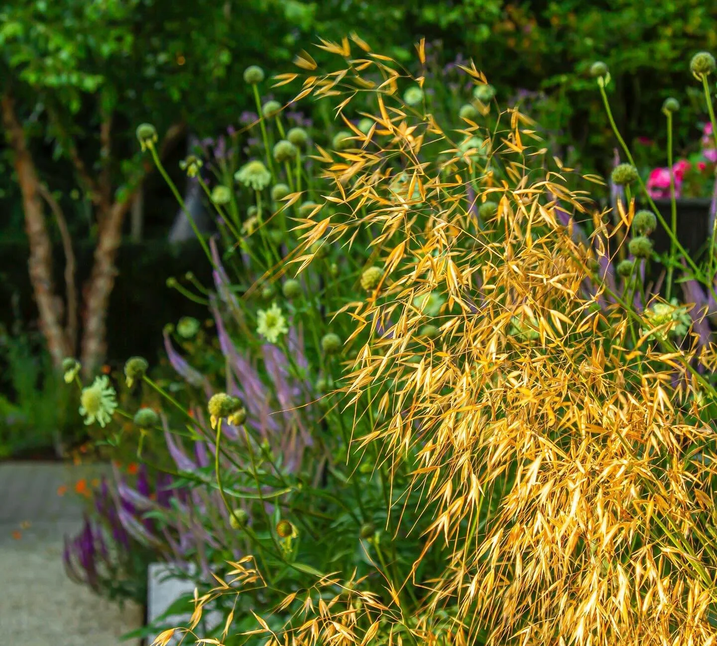 Beautiful evening light on the Stipa gigantea.  I love this plant, so airy and light and looks great amongst herbaceous perennials!

#stipa #stipagigantea #stipagrass #grasses #grassesofinstagram #perennialgrasses #grassgarden #perennials #perennials