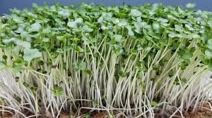 Collards