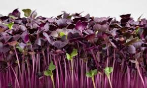 Purple Radish.jpg