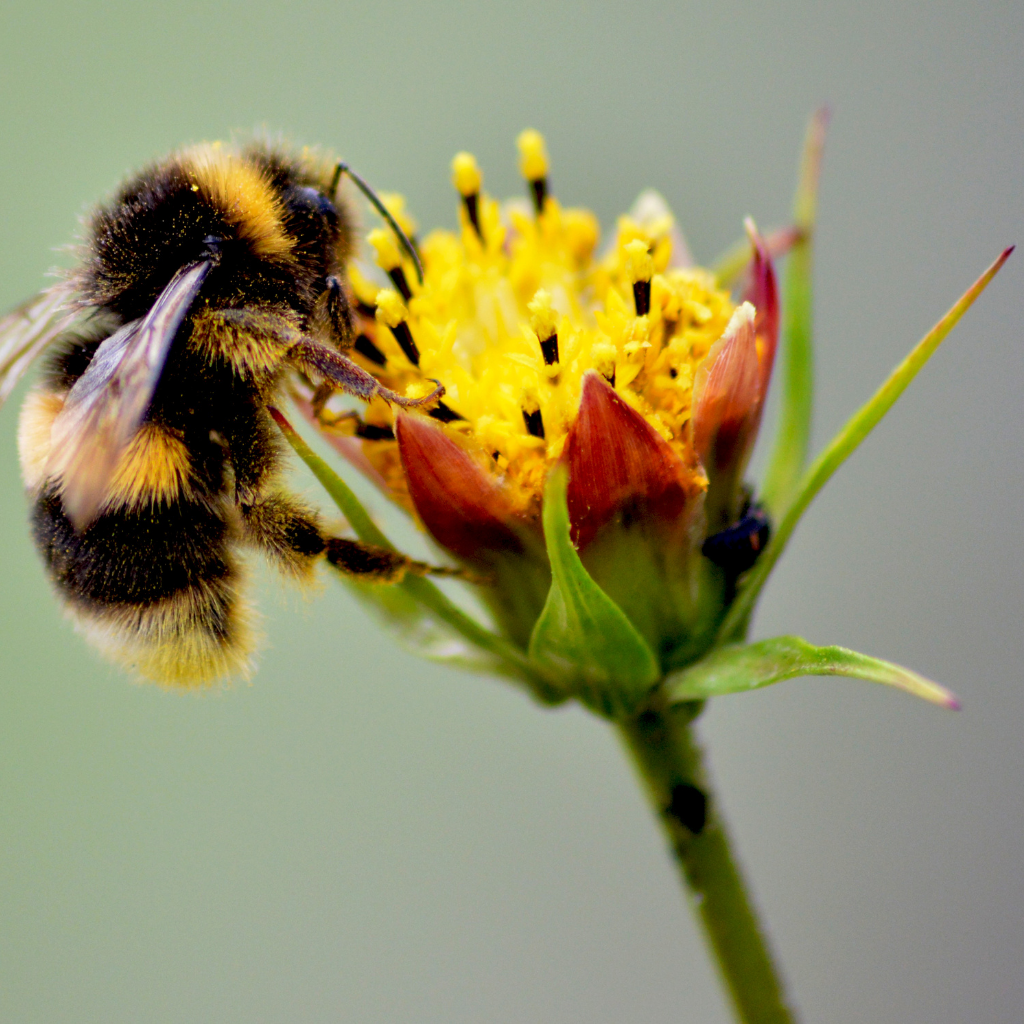 Le miel et les abeilles : un bienfait pour le corps… et l’esprit