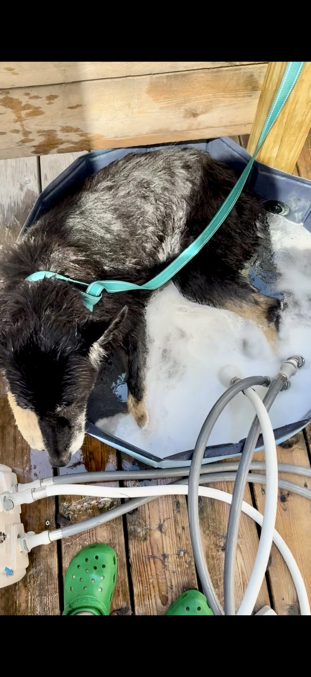 Roxy was too arthritic to climb the few steps into my house, and getting her in my dog bath was out of the question. I brought the tub out to her!