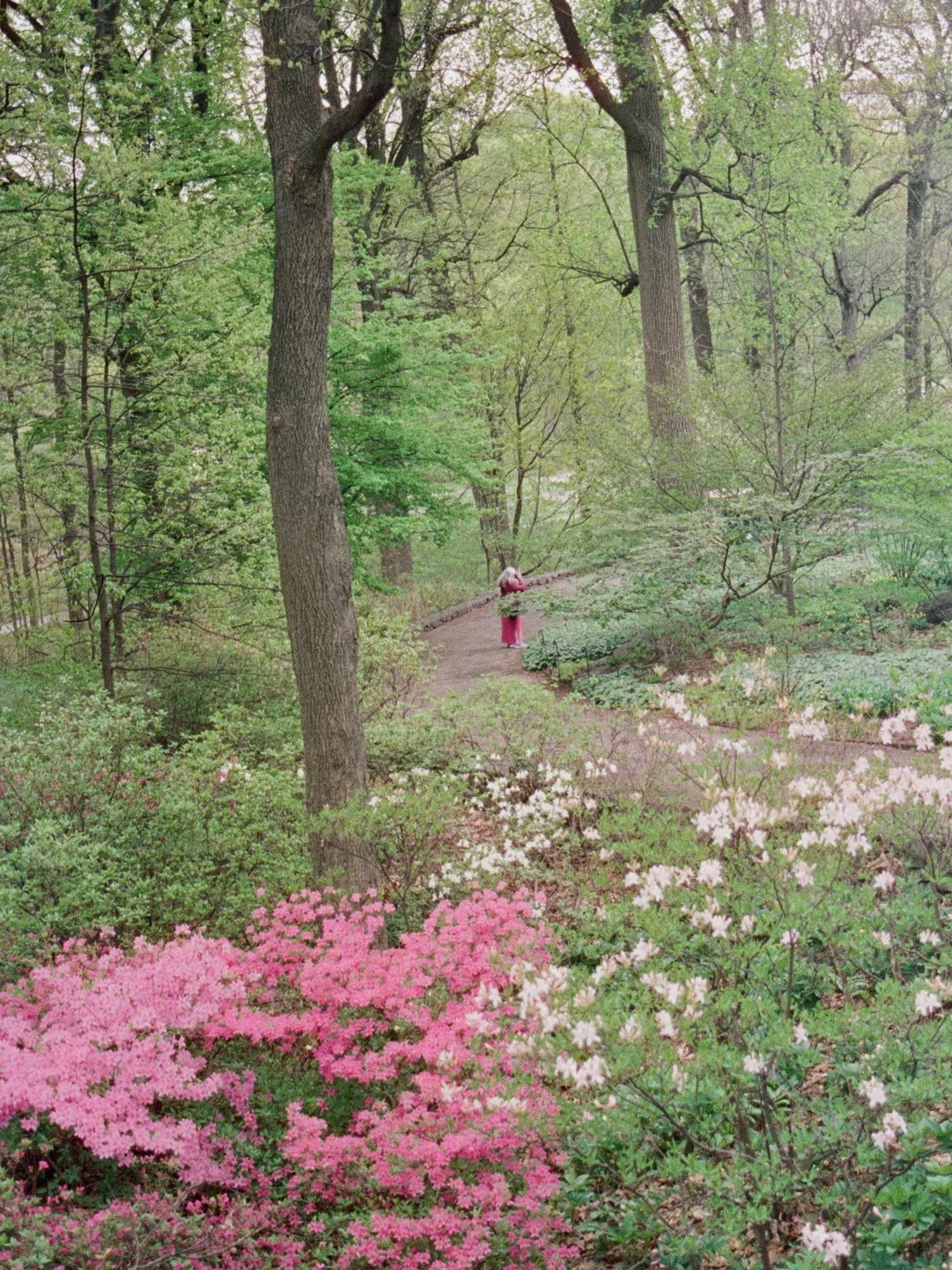 CineStill 800T