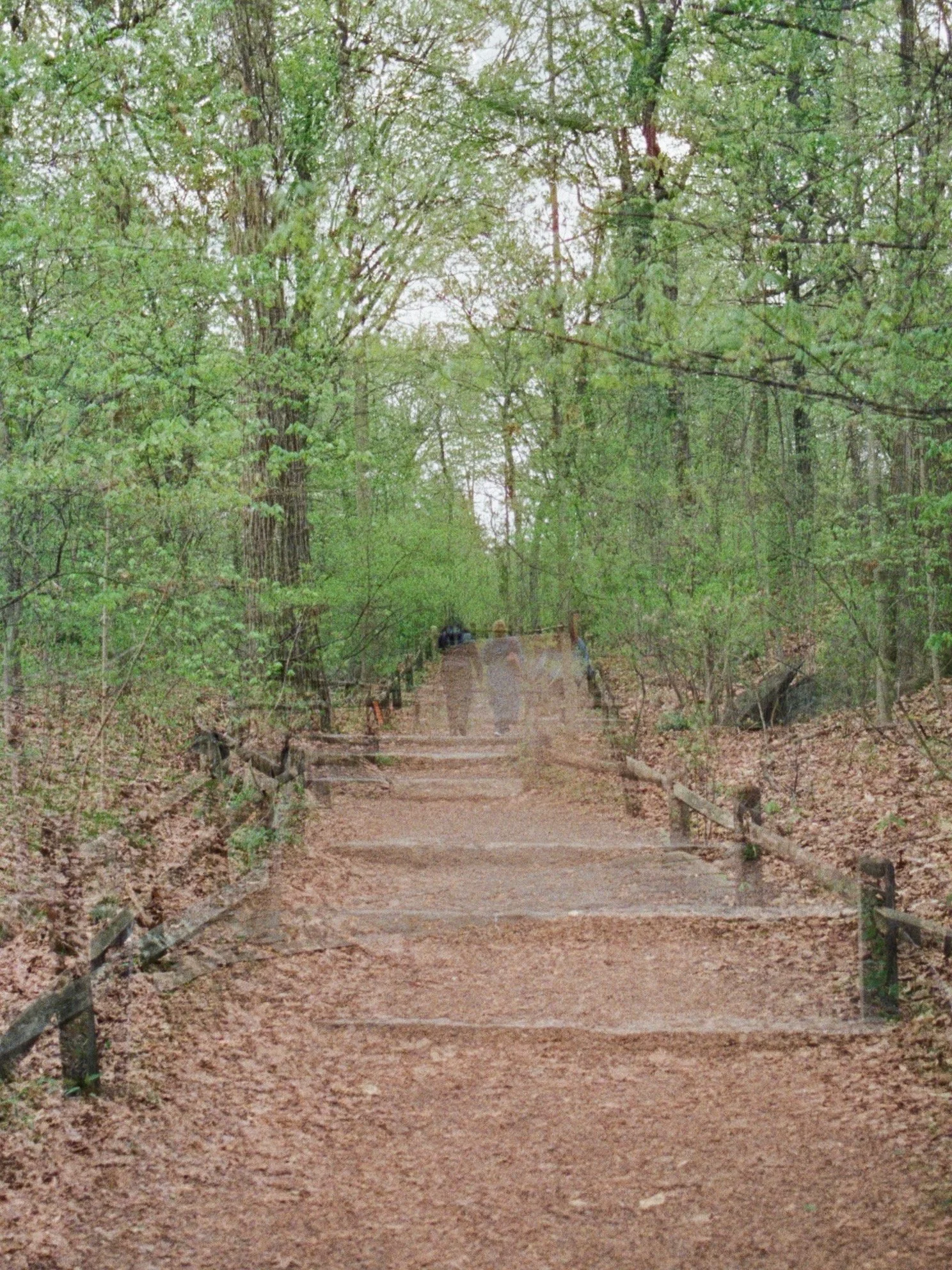 CineStill 800T