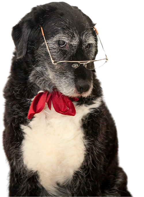 Kirjanpitäjien omistaman yrityksen maskottikoira Gustav.