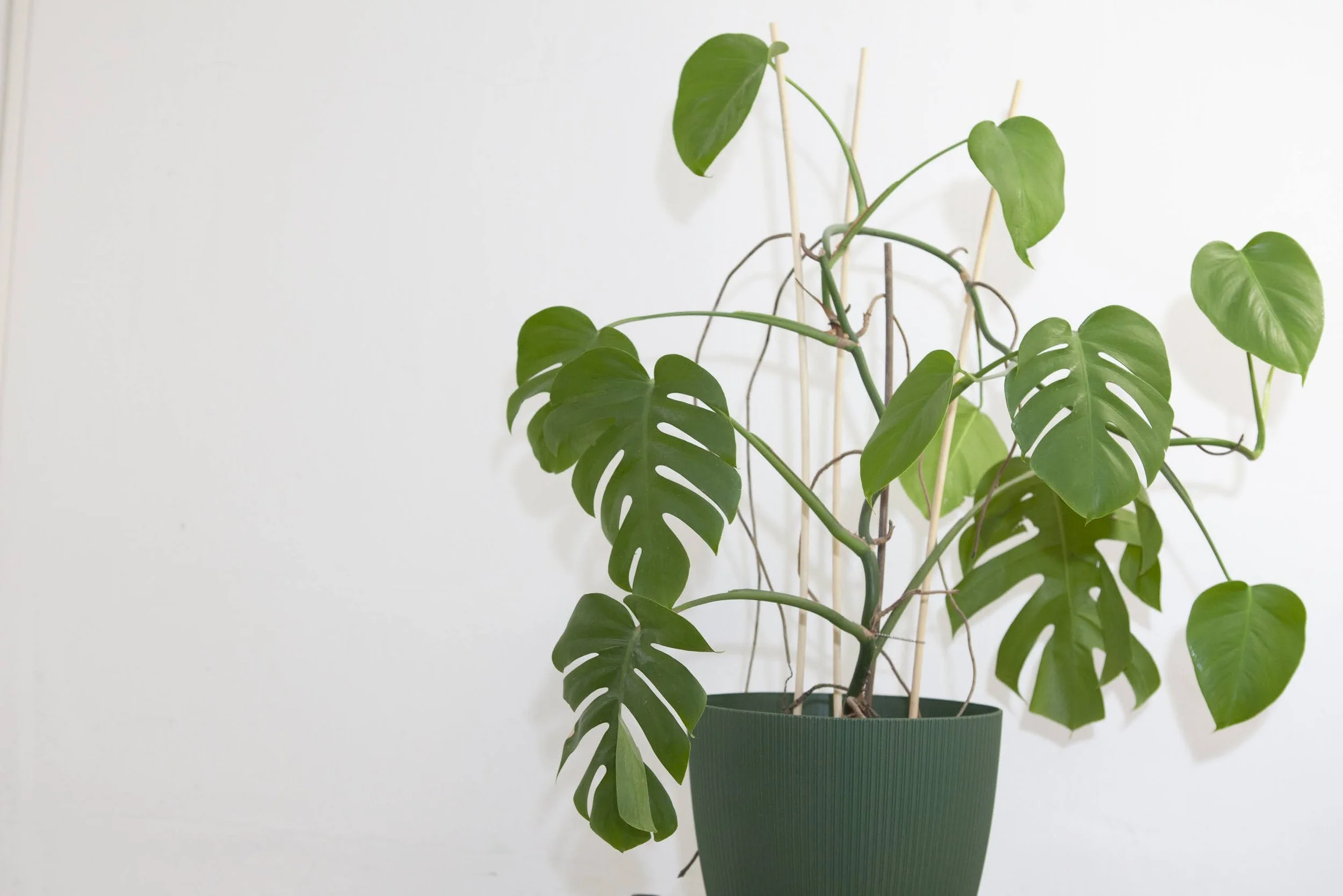 Keskikokoinen peikonlehti-kasvi vihreässä ruukussa valkoisella taustalla kirjanpitopalveluja tarjoavassa toimistossa.