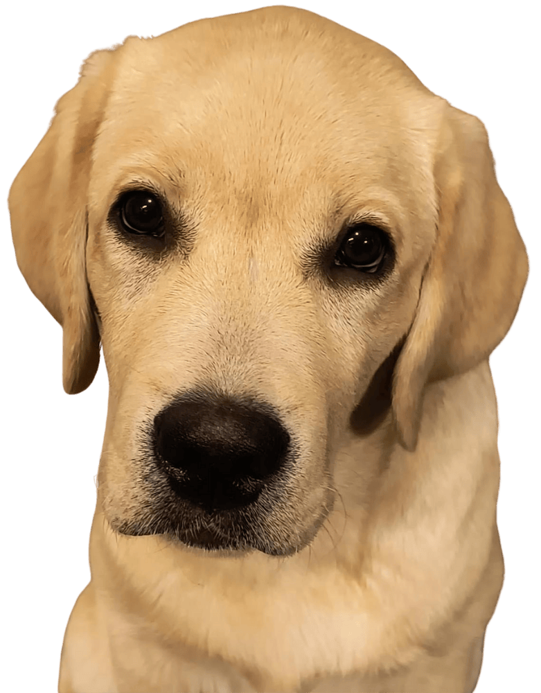 Kirjanpitoyrityksen maskottikoira Pontus.