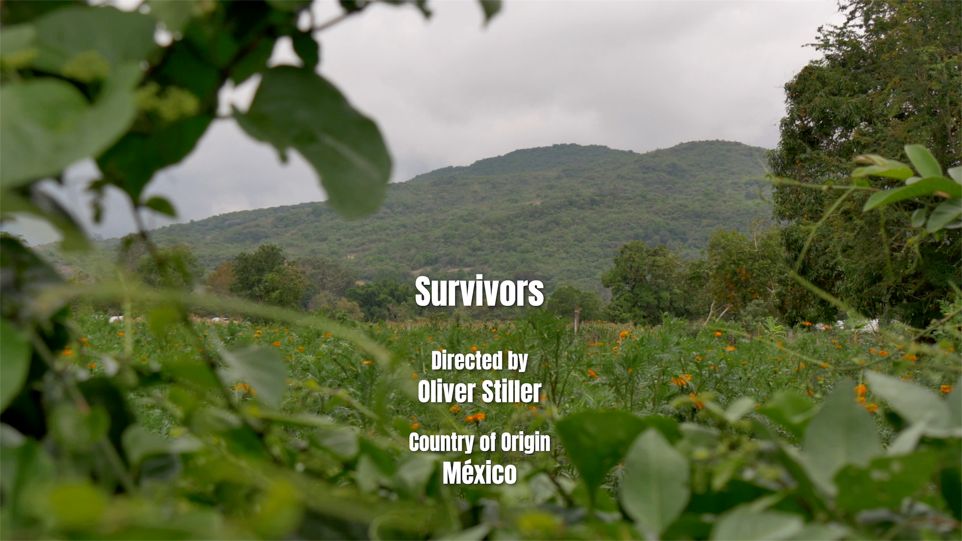 Survivors.png