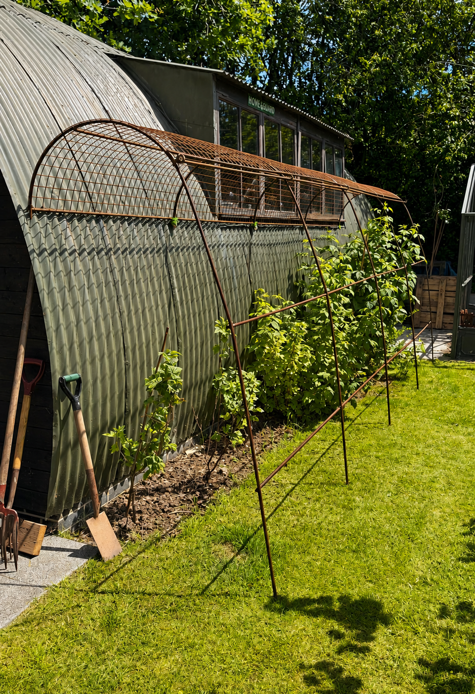 A garden with leafy green plants growing along a corrugated metal shed or greenhouse, with a rusted metal arch and support structure. Gardening tools are leaning against the shed, and there is a shadow of a clothesline or similar structure cast on the grass.