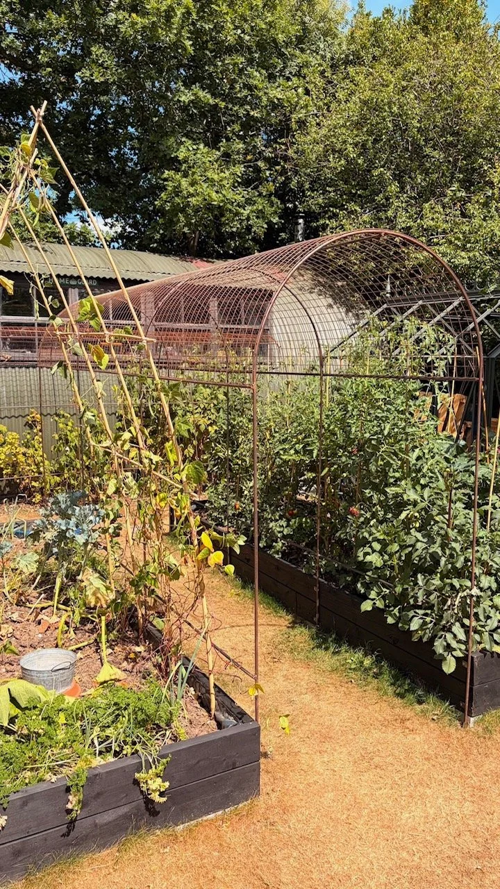 Raised vegetable beds with plants, some supported by a metal arch or trellis, in a backyard garden with trees in the background.