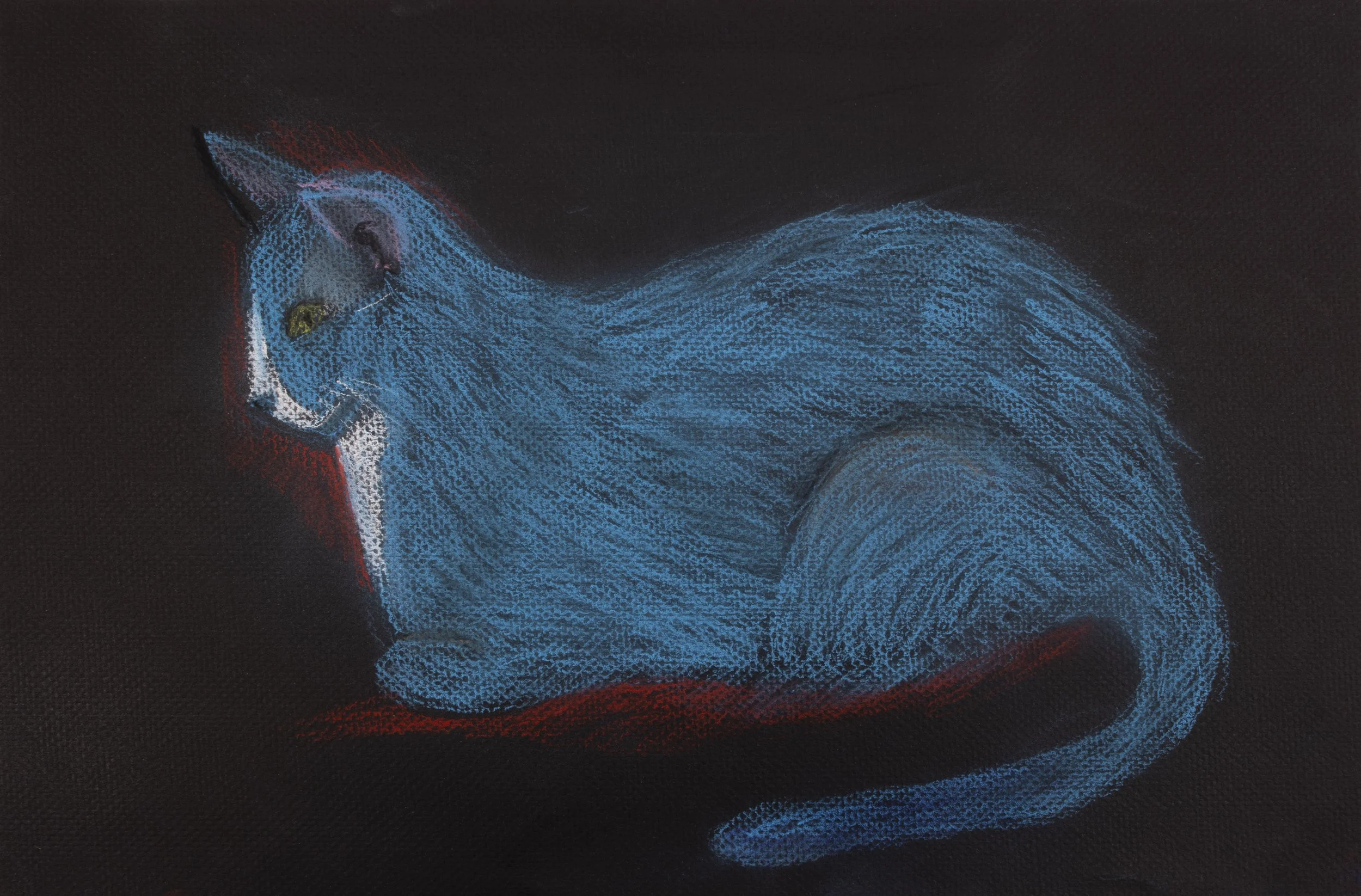 Blue Cat on Red (2024)