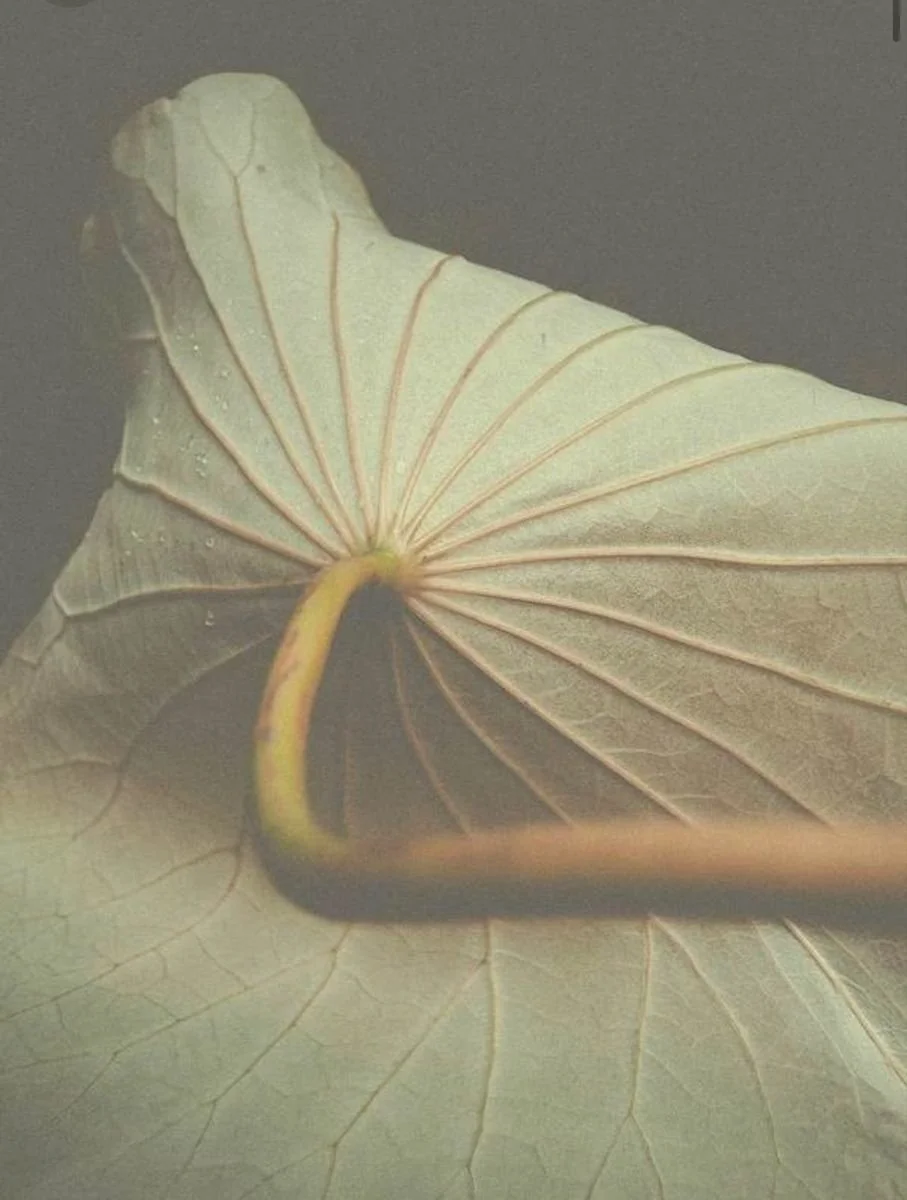 Nahaufnahme eines vertrockneten, hellen Blattes mit sichtbaren Adern.