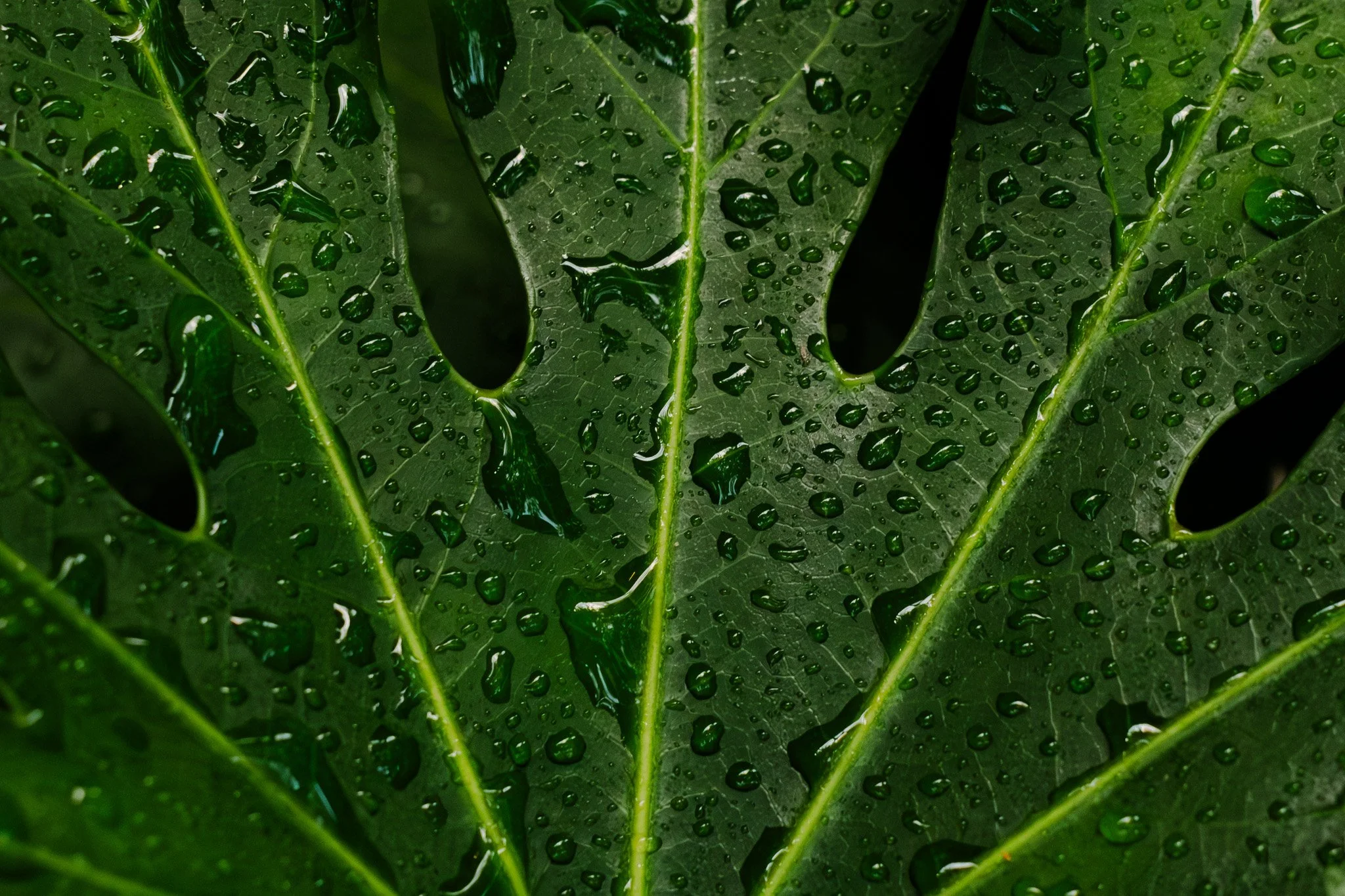 DSCF1764.jpg