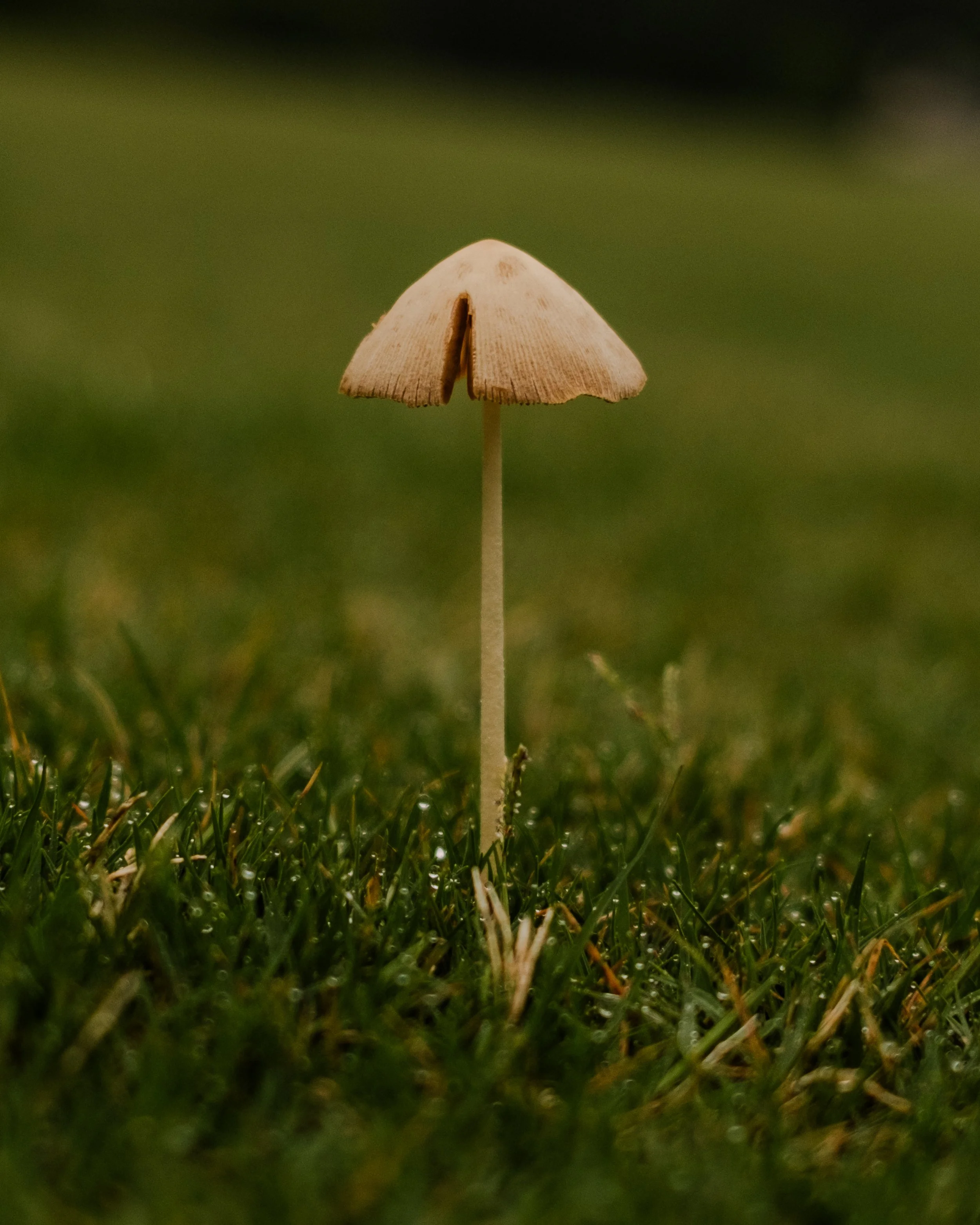 DSCF1820.jpg