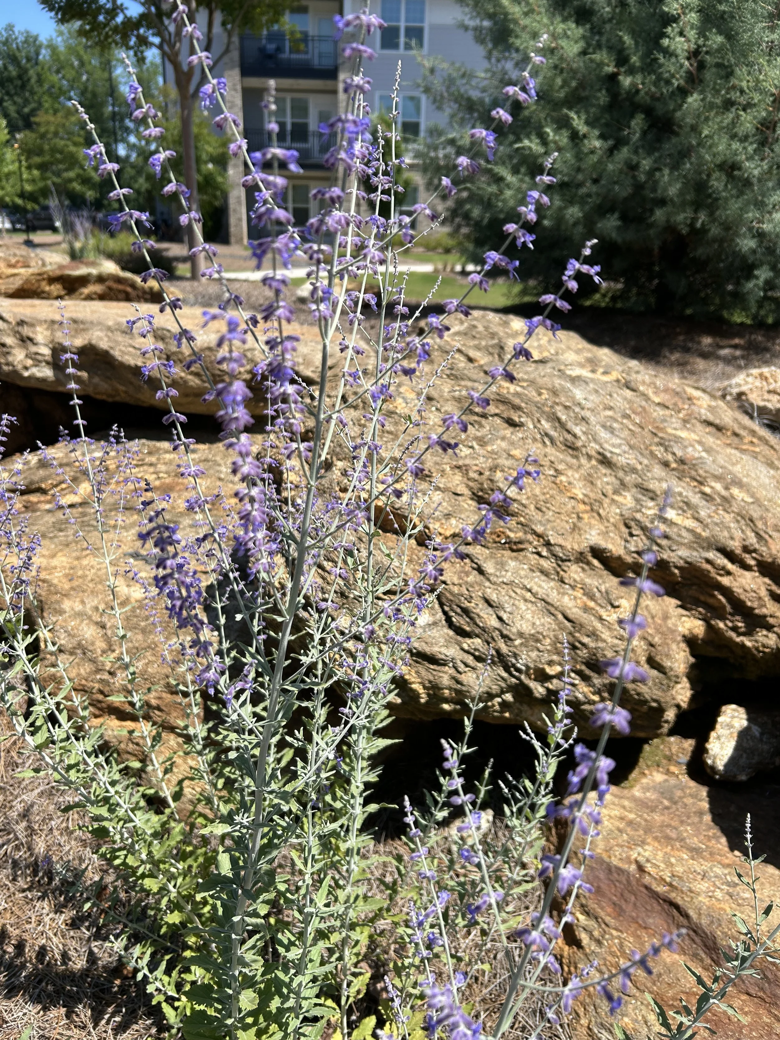 The Man at the Well