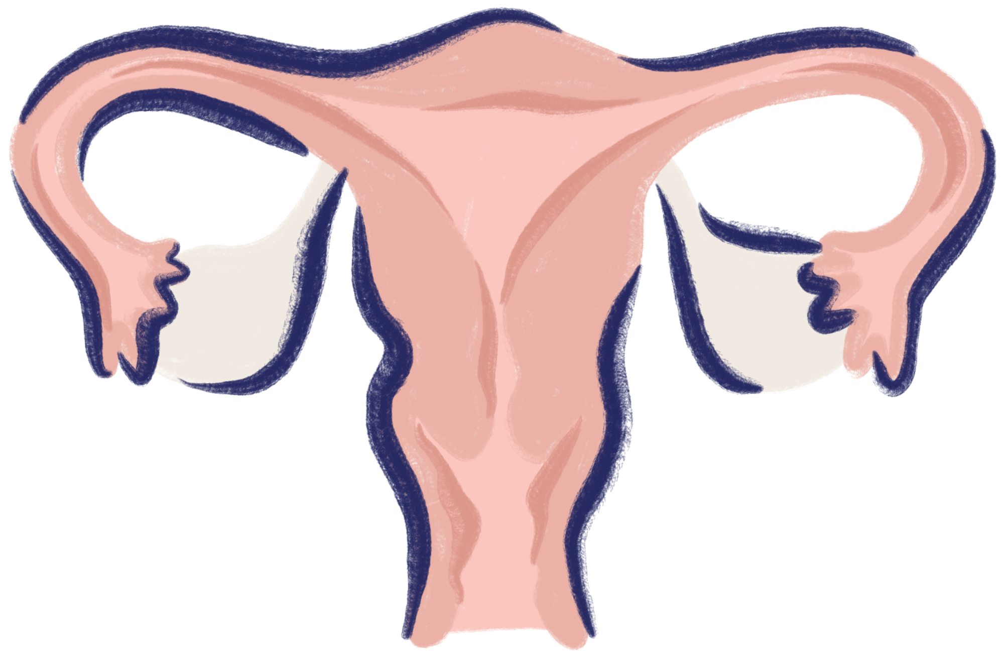 female-reproductive-system.png