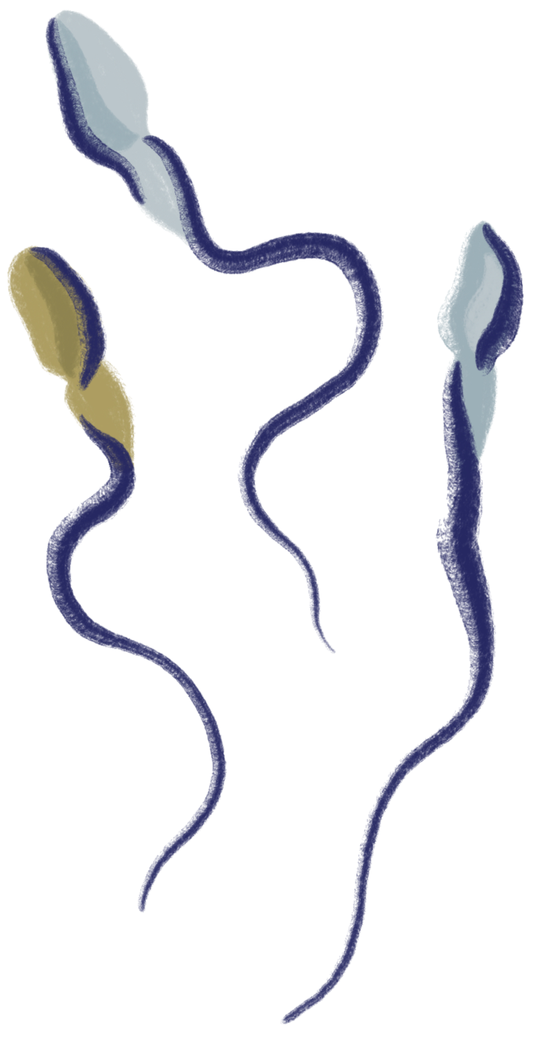 multiple-sperm.png