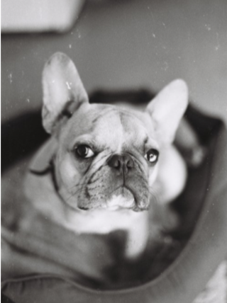 Black and white image of a French Bulldog lying in a pet bed.