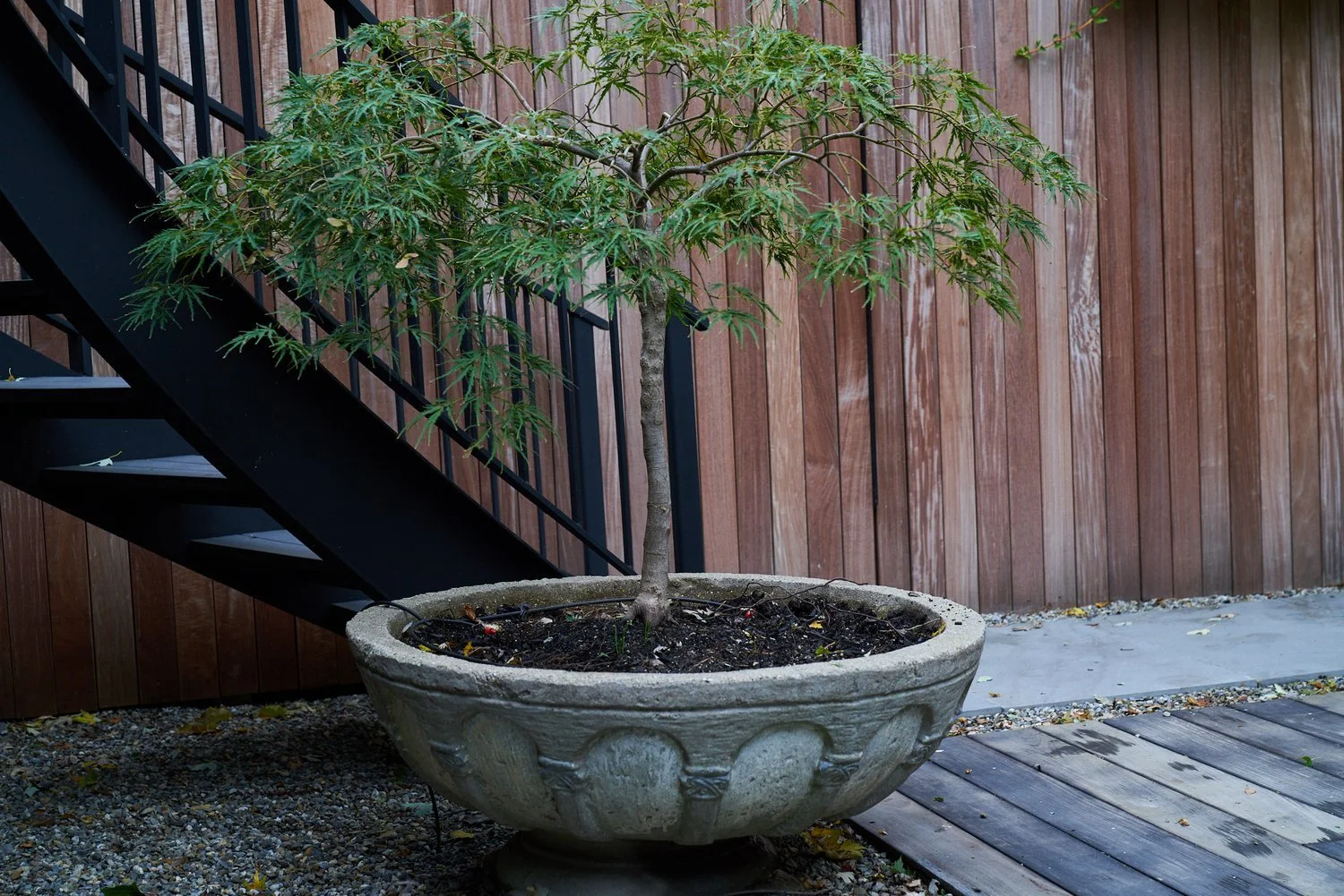 A potted tree with green leaves, placed on a gravel ground near a wooden deck and a wood-paneled fence, with an outdoor staircase to the left.