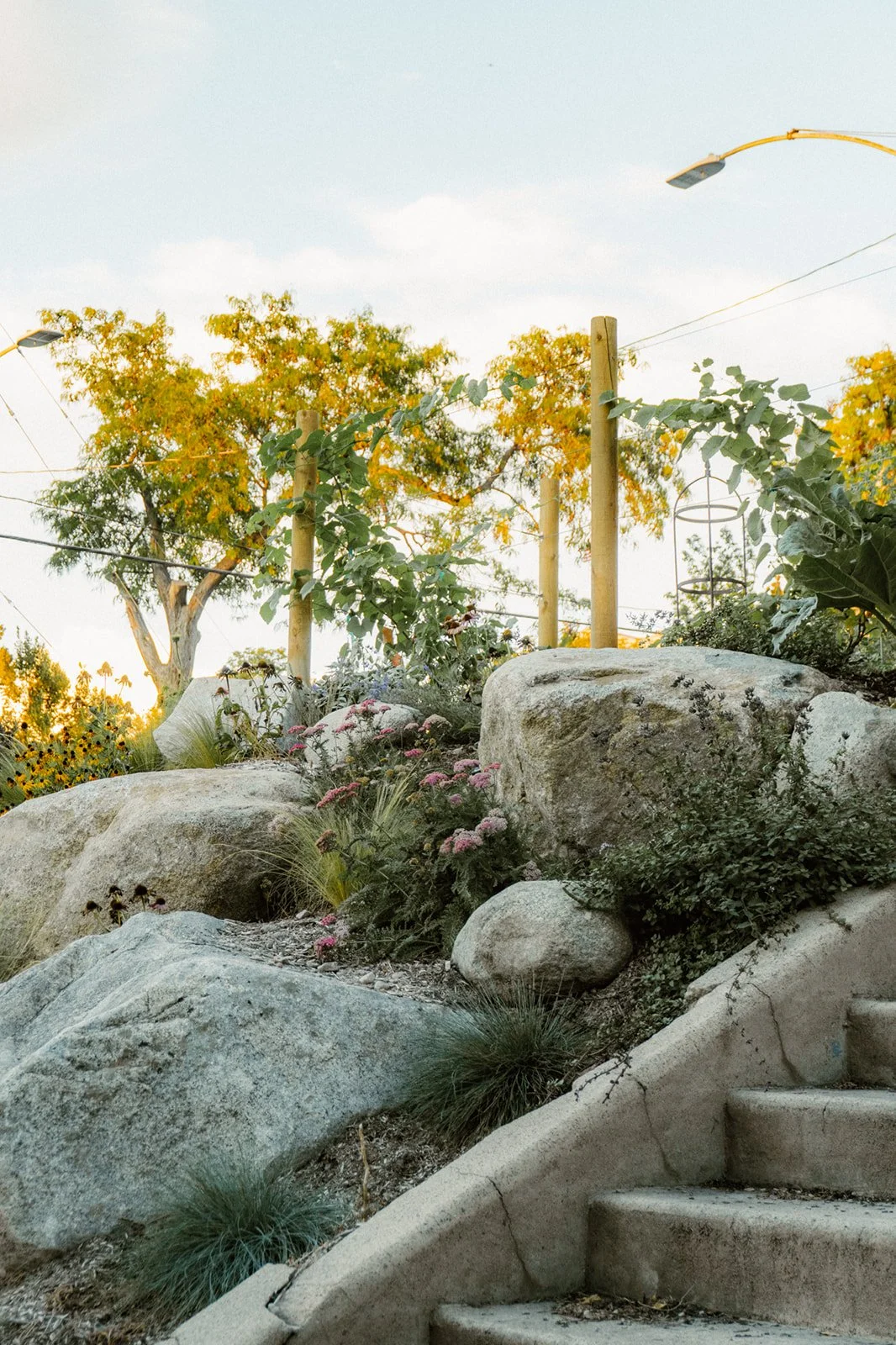 Water wise garden