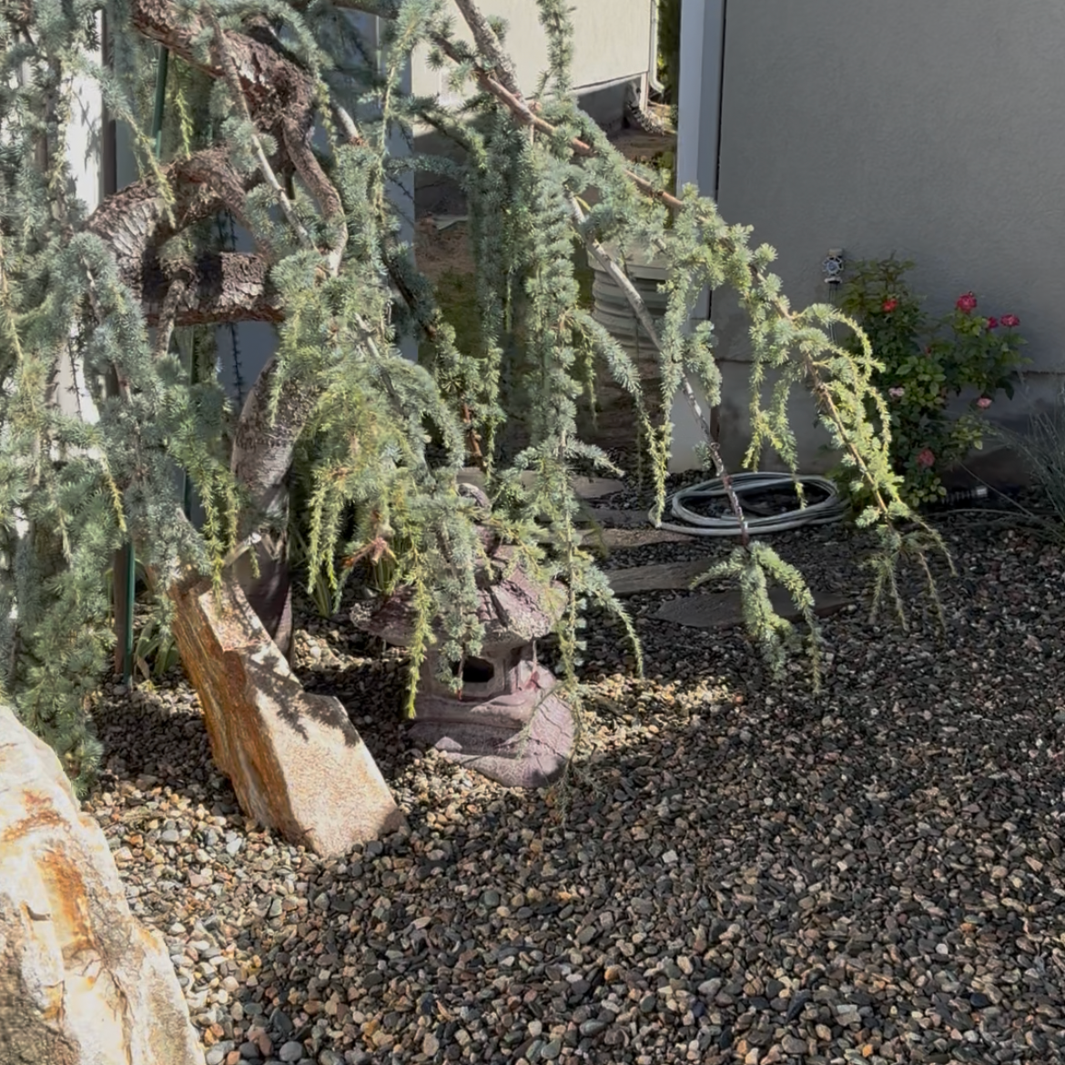 A small pine tree with drooping branches and green needles, planted in a gravelly yard with a rock and a small decorative lantern at its base. In the background, there are pink roses and a beige wall.