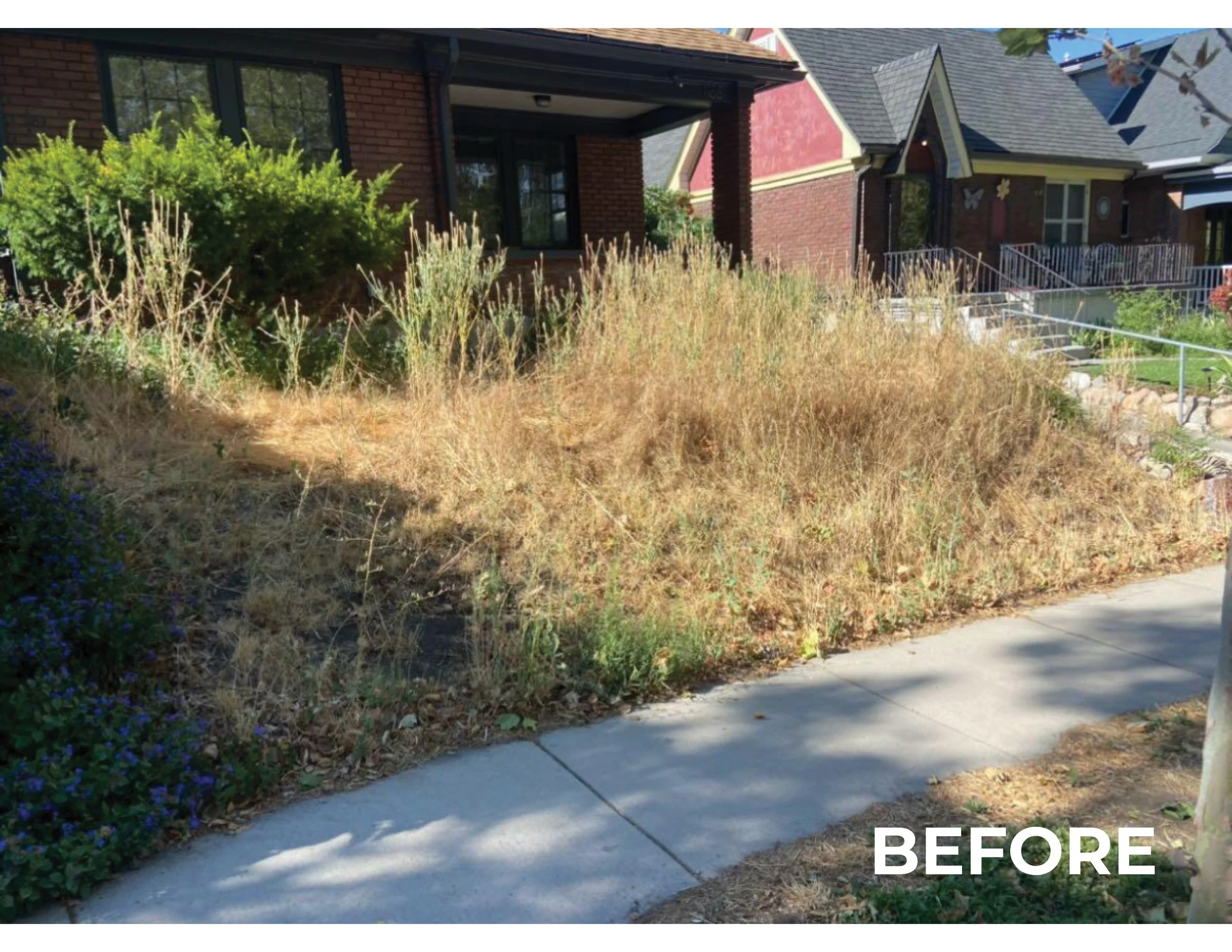 Overgrown front yard with dry, brown grass and weeds in front of brick houses with porches and stairs, and a sidewalk in the foreground. The word 'BEFORE' is in the bottom right corner.