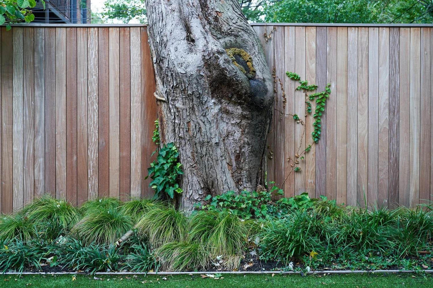 A large tree with a thick trunk surrounded by green plants and ivy, with a wooden fence in the background.