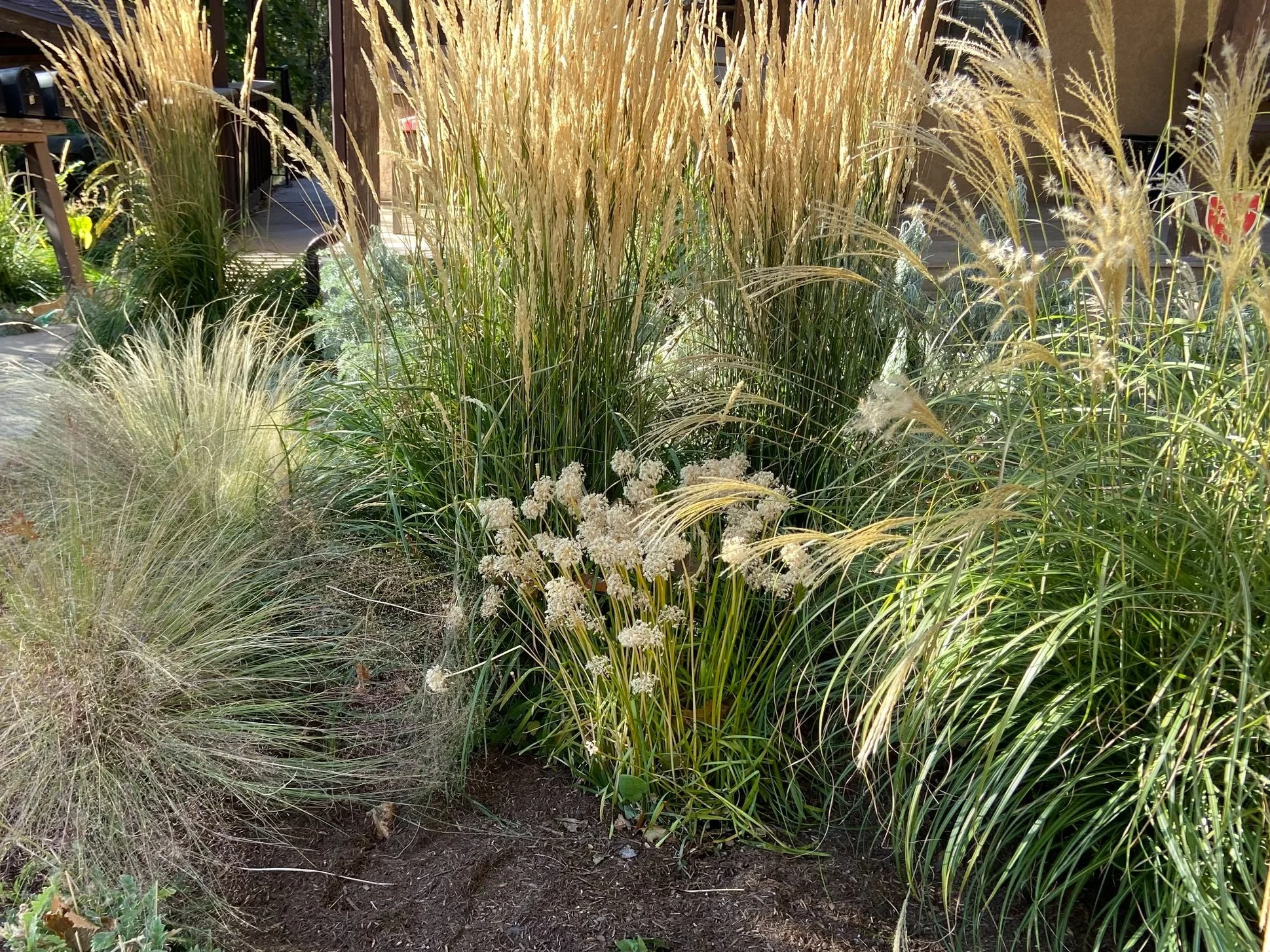 Tall ornamental grasses with feathery plumes and white flowers in a garden bed, sunlight illuminating the scene.