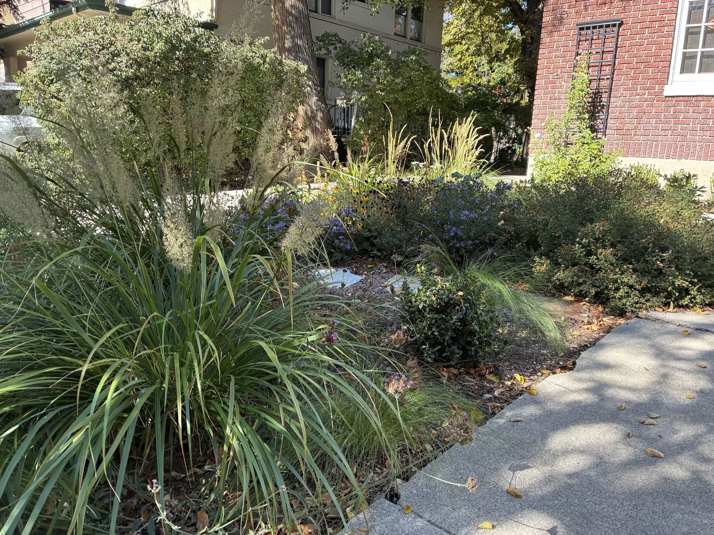 A garden with various green plants, waterwise perennials, and flowers next to a sidewalk, with a brick and a house wall in the background, and sunlight casting shadows.
