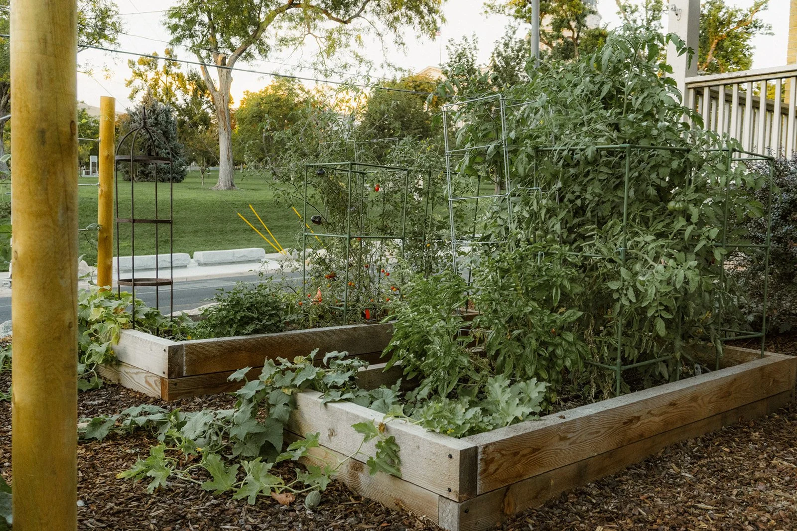Vegetable Garden