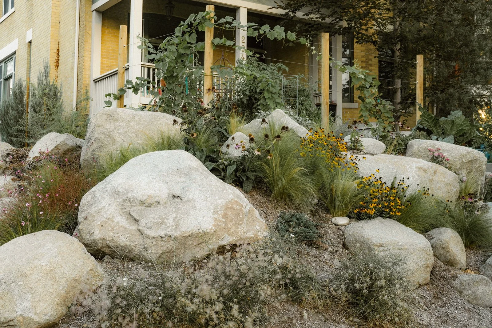 A front yard landscape with large rocks, waterwise perennials, various plants, and flowers in front of a house.