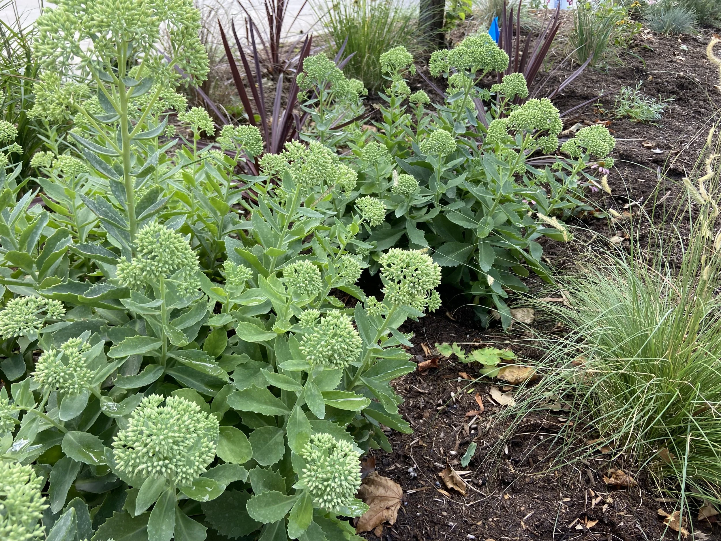 Green flowering plants in a garden bed with brown soil, dried leaves, and some grasses.