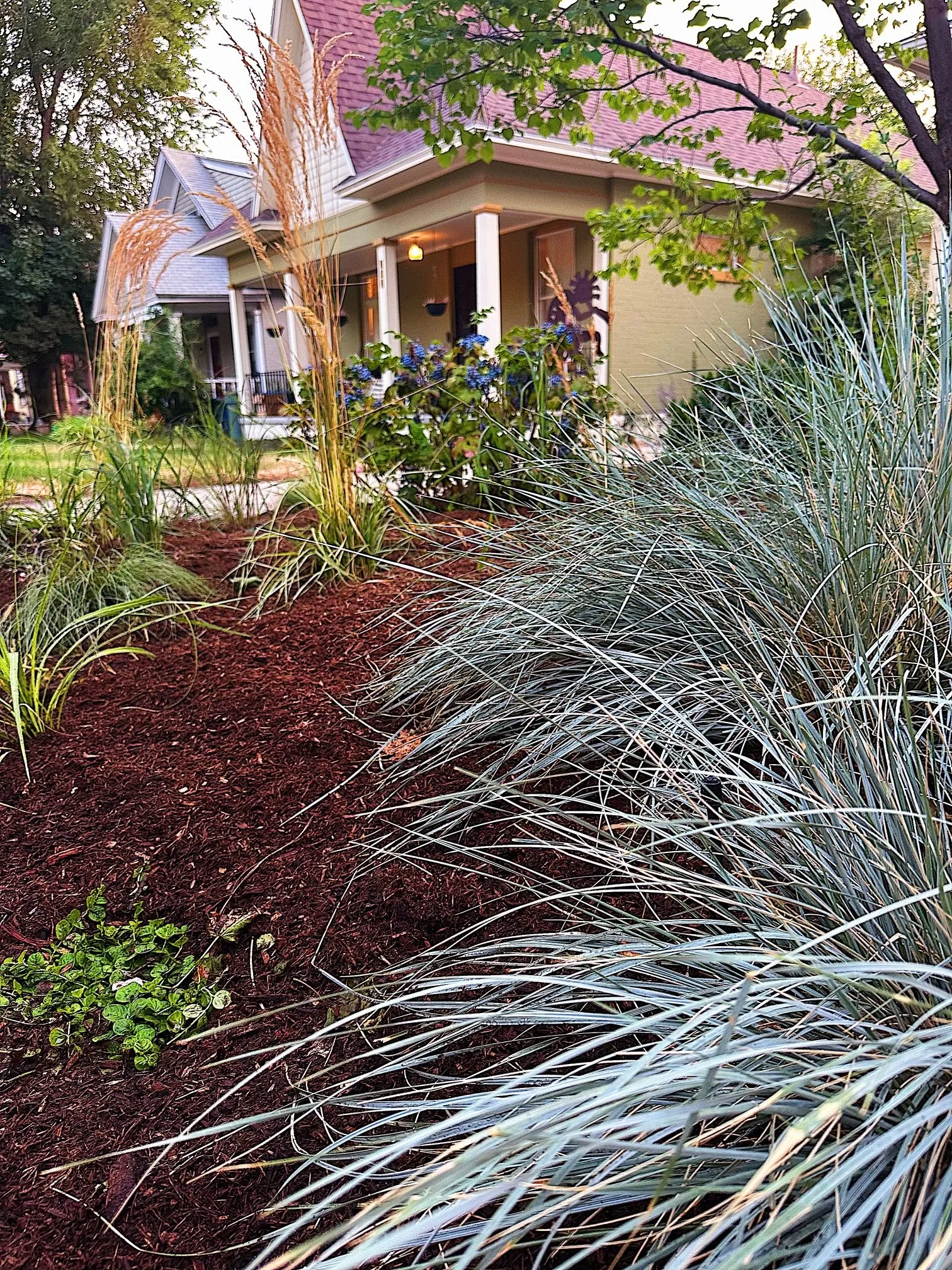 Front yard garden of a house with ornamental grass, flowering plants, and mulch, with a porch and trees in the background.