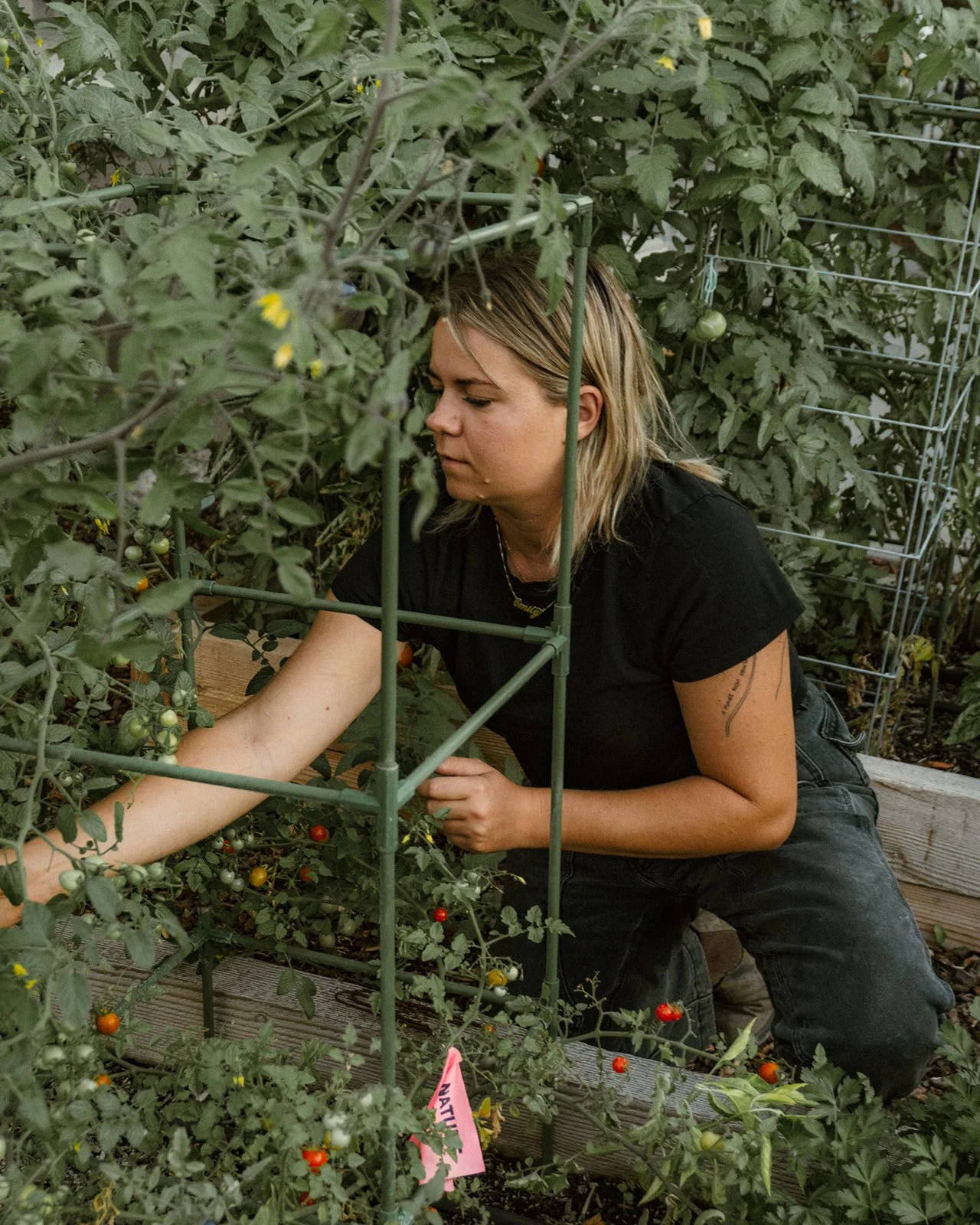 A woman tending to a garden of tomato plants with green, yellow, and red tomatoes, surrounded by green foliage and supported by a metal trellis.