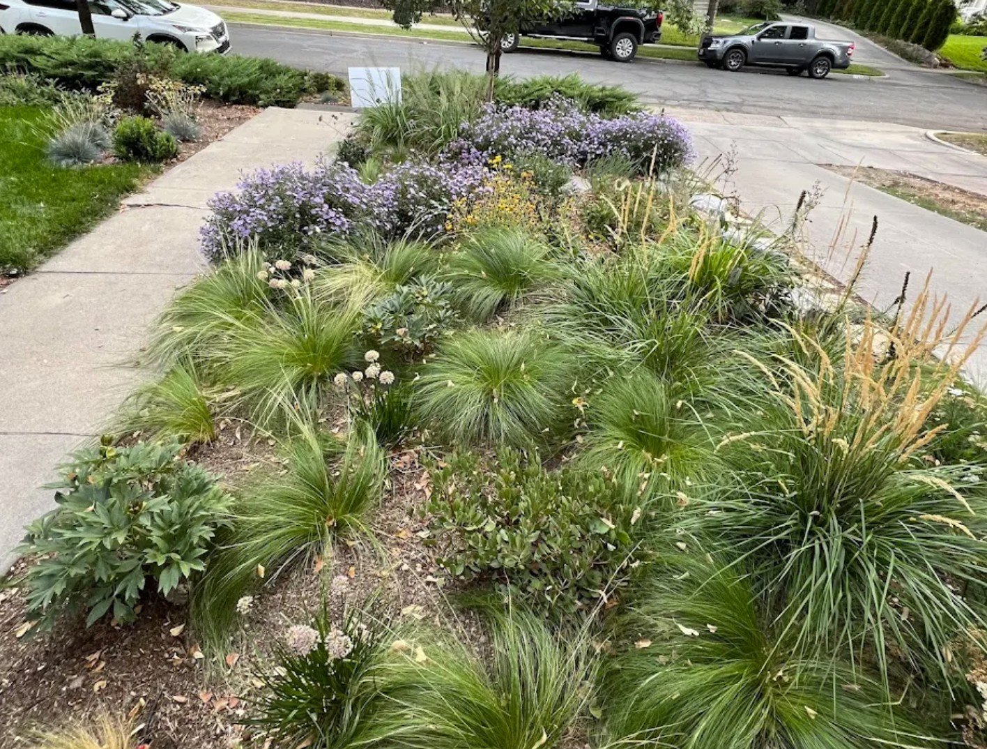 A garden bed with various green plants and purple flowers, bordered by a sidewalk and street with parked cars in the background.