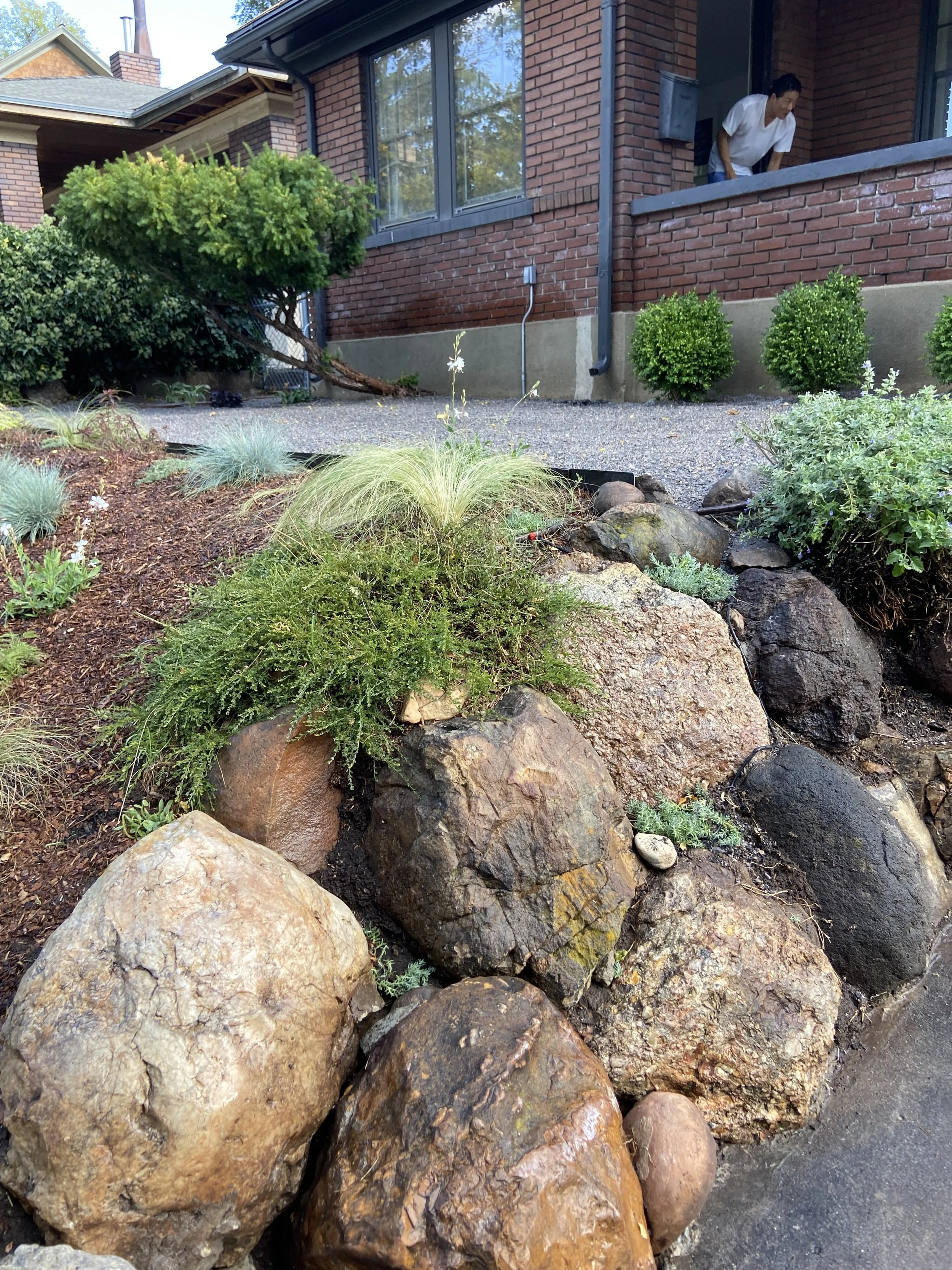 A landscaped garden with large rocks, shrubs, waterwise perennials, and small plants in front of a brick house. 