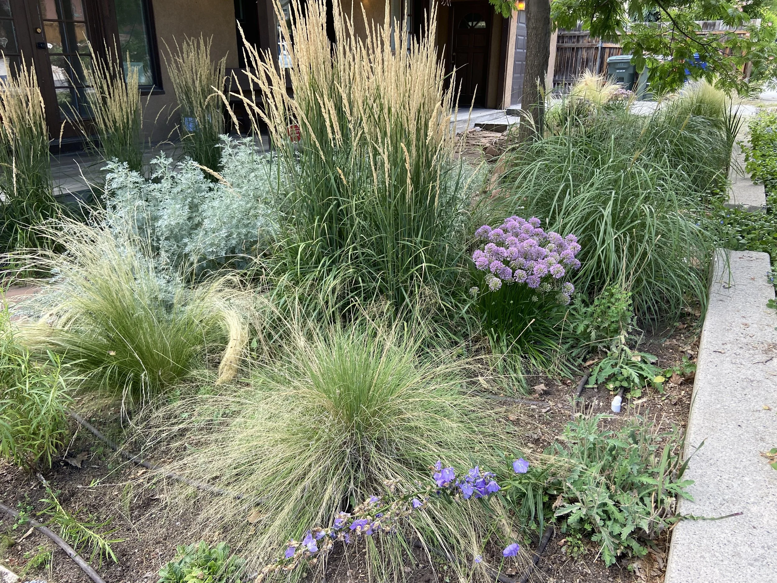 A garden bed with ornamental grasses and flowering plants, including purple flowers and the background shows a house and sidewalk.