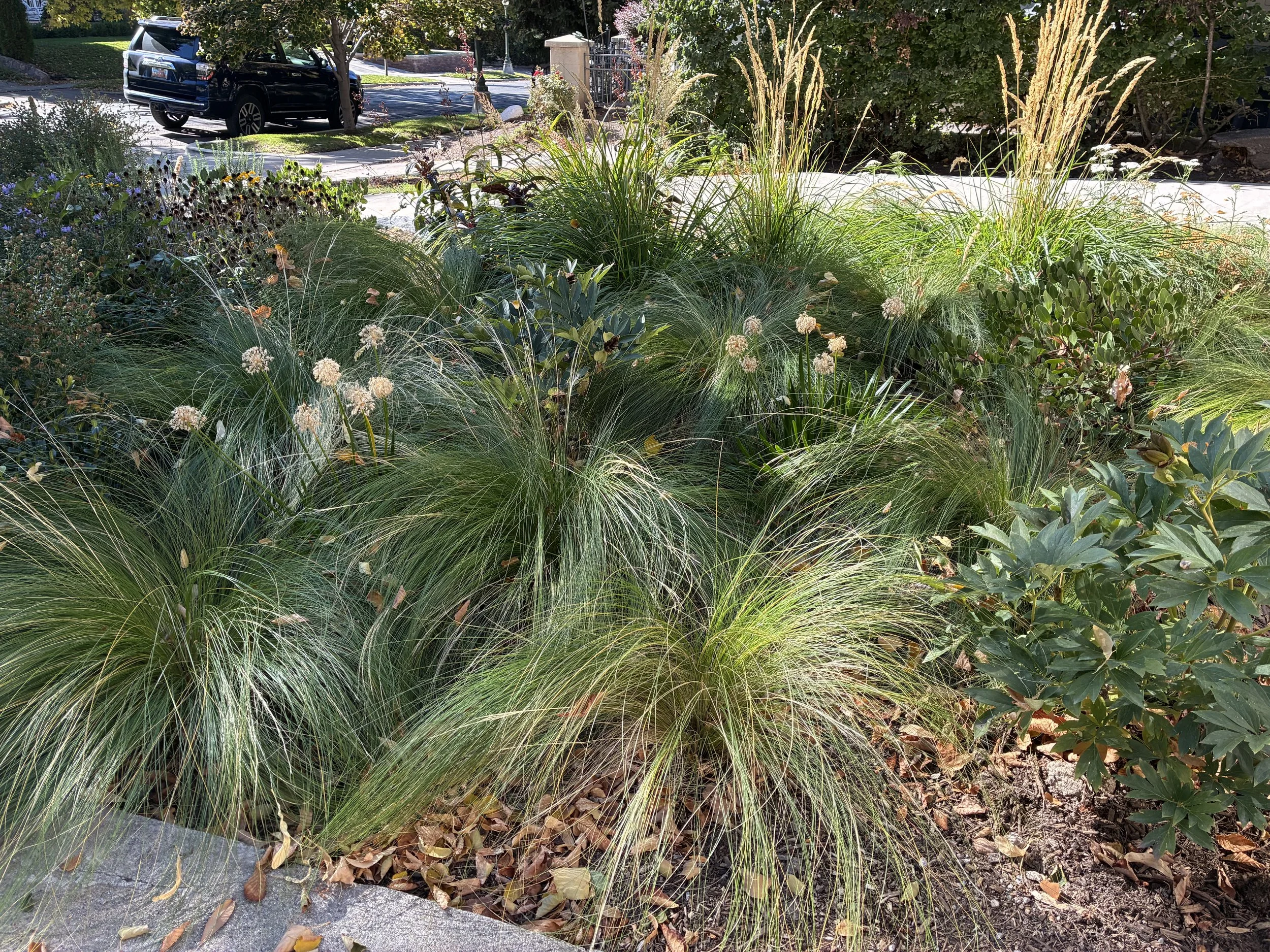 A landscaped garden bed with tall ornamental grasses, waterwise perennials, shrubbery, and flowering plants.