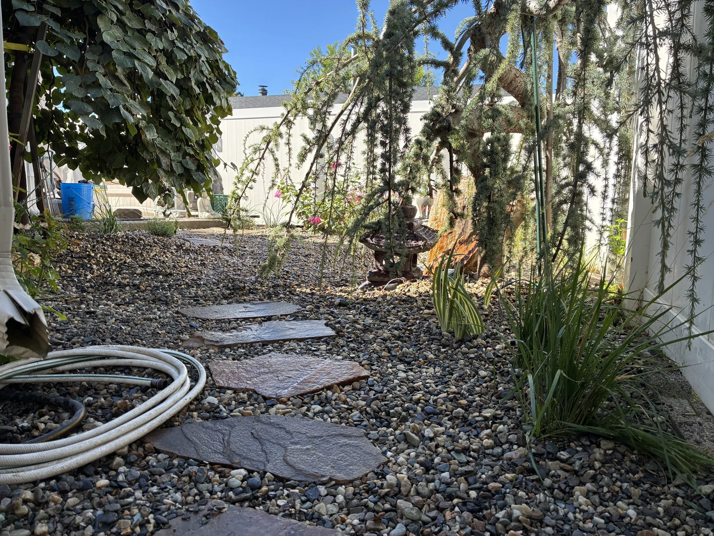 A backyard garden with a gravel pathway, drought tolerant plants, plants, a small birdbath, and a white fence, under clear blue sky.