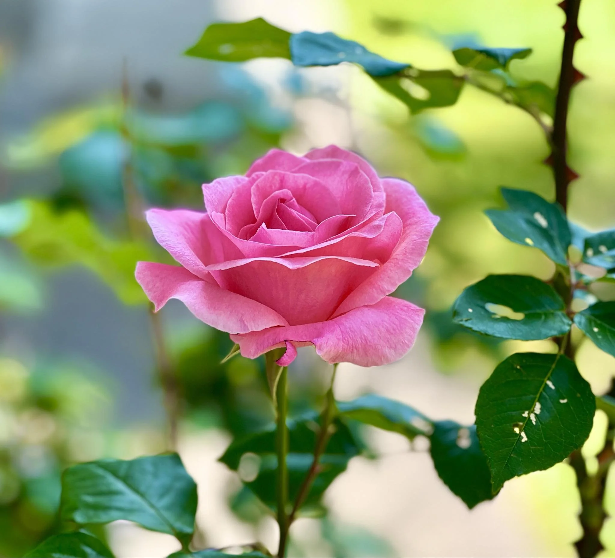 Rose Garden Pruning