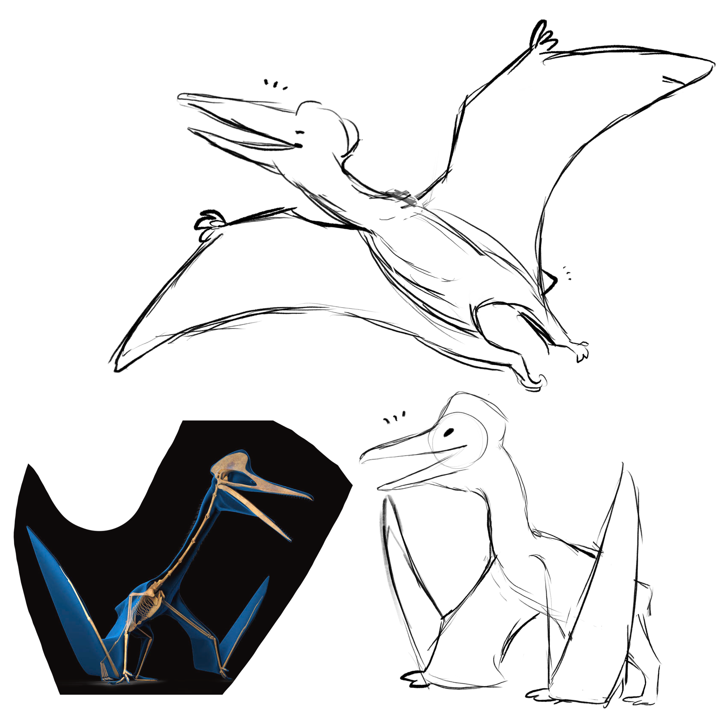 Quetzal_Schets.png