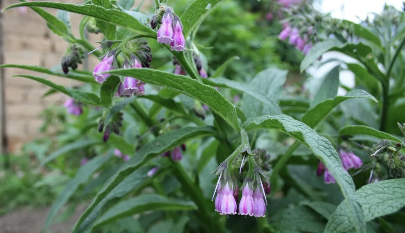 Close-up of a plant with purple, bell-shaped flowers and green leaves.