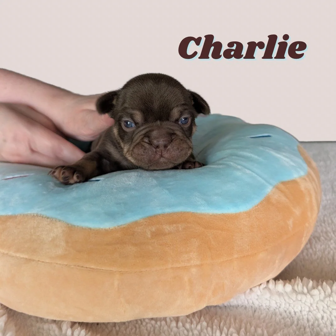 Charlie - 1.png