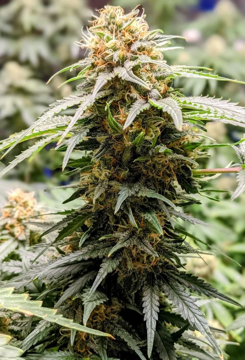 Strain Highlight: Biscotti