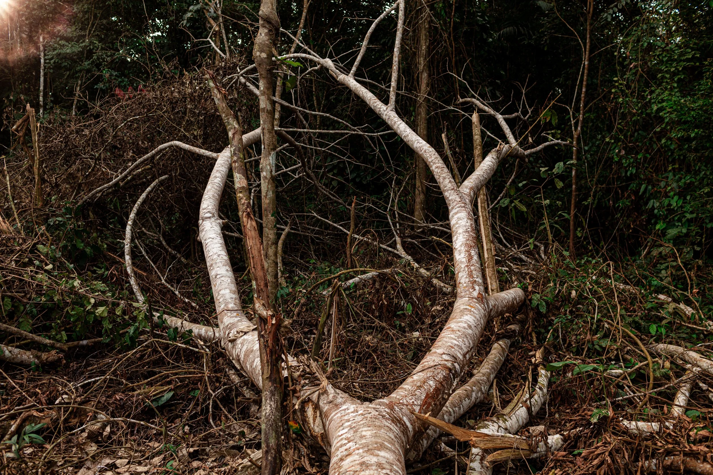 054_Cuerpos Minados.jpg