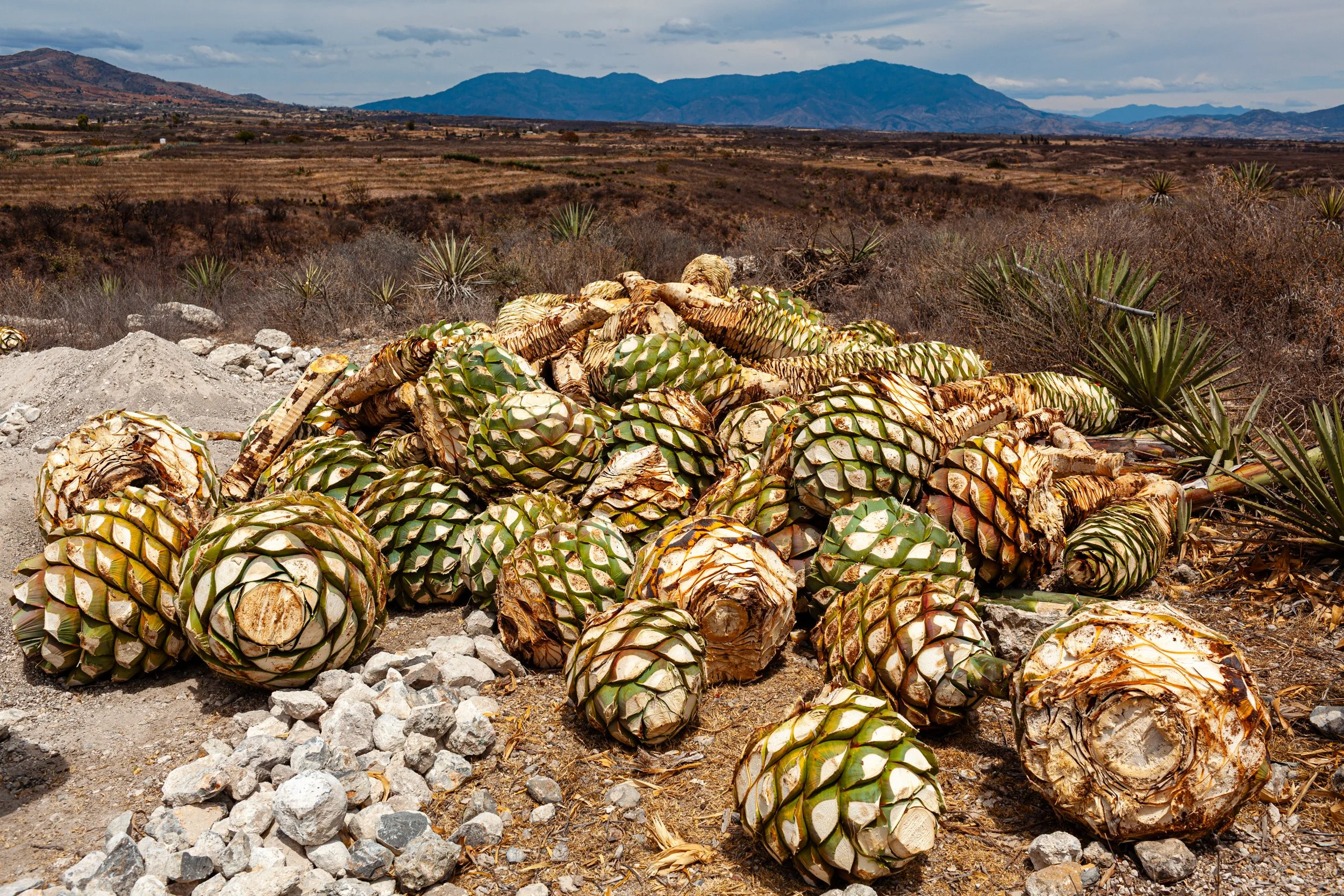 Mezcal_Mexico_Oaxaca_Miahuatlan de Porfirio Diaz_0031.jpg