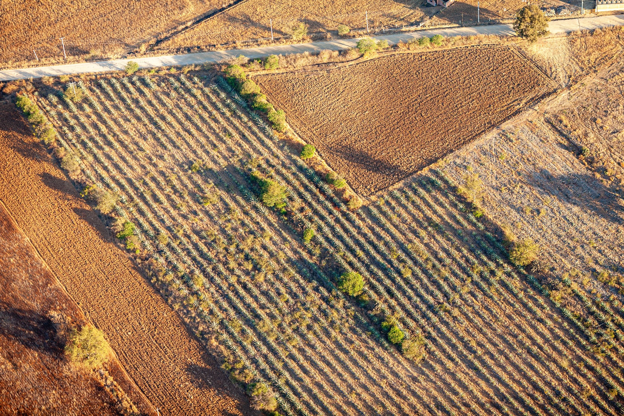 Mezcal_Mexico_Oaxaca_San Mateo Macuilxochitl_0023.jpg