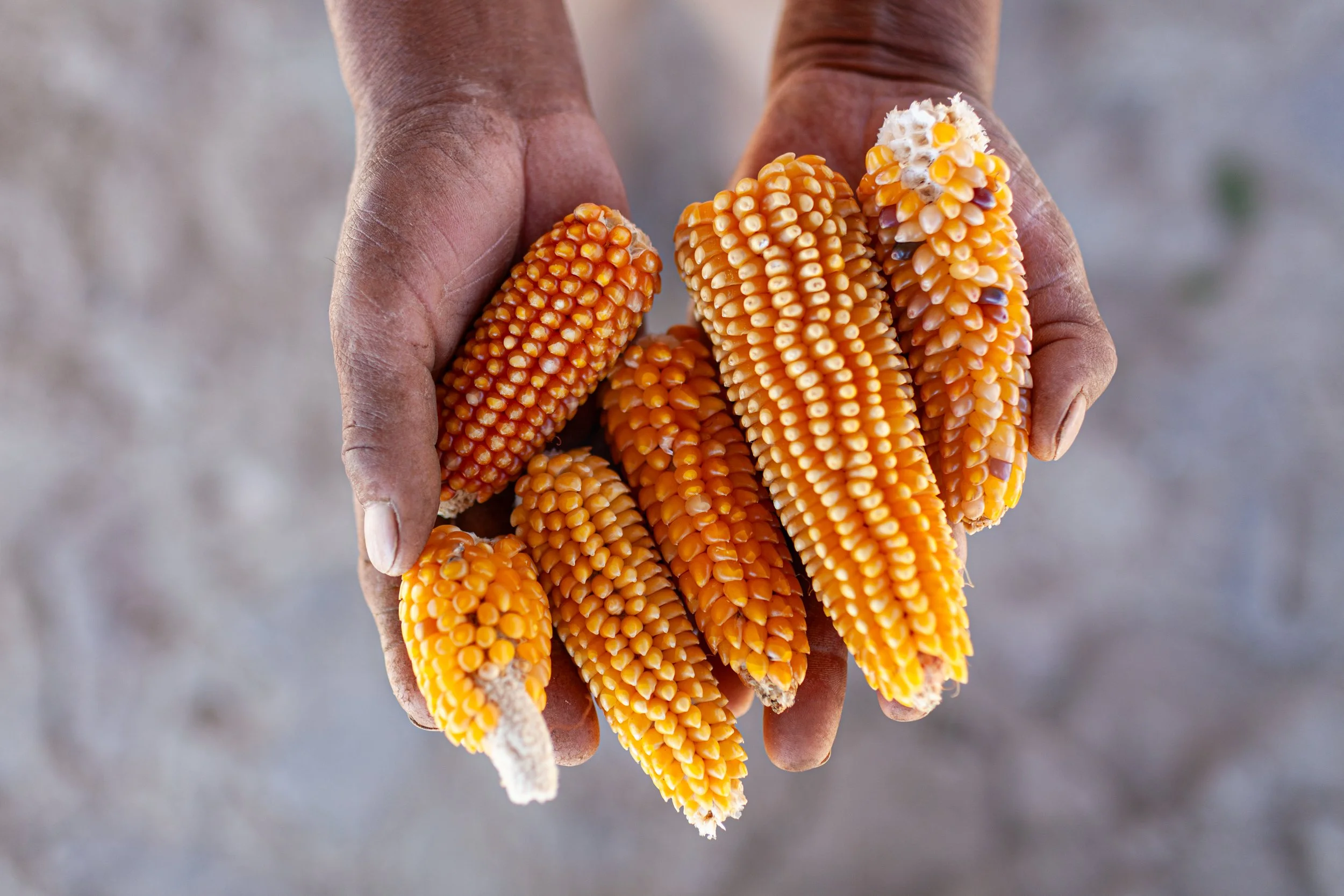 Maiz Palomero Nativo Mexicano_Mexico_Estado de Mexico_Choteje_0007.jpg