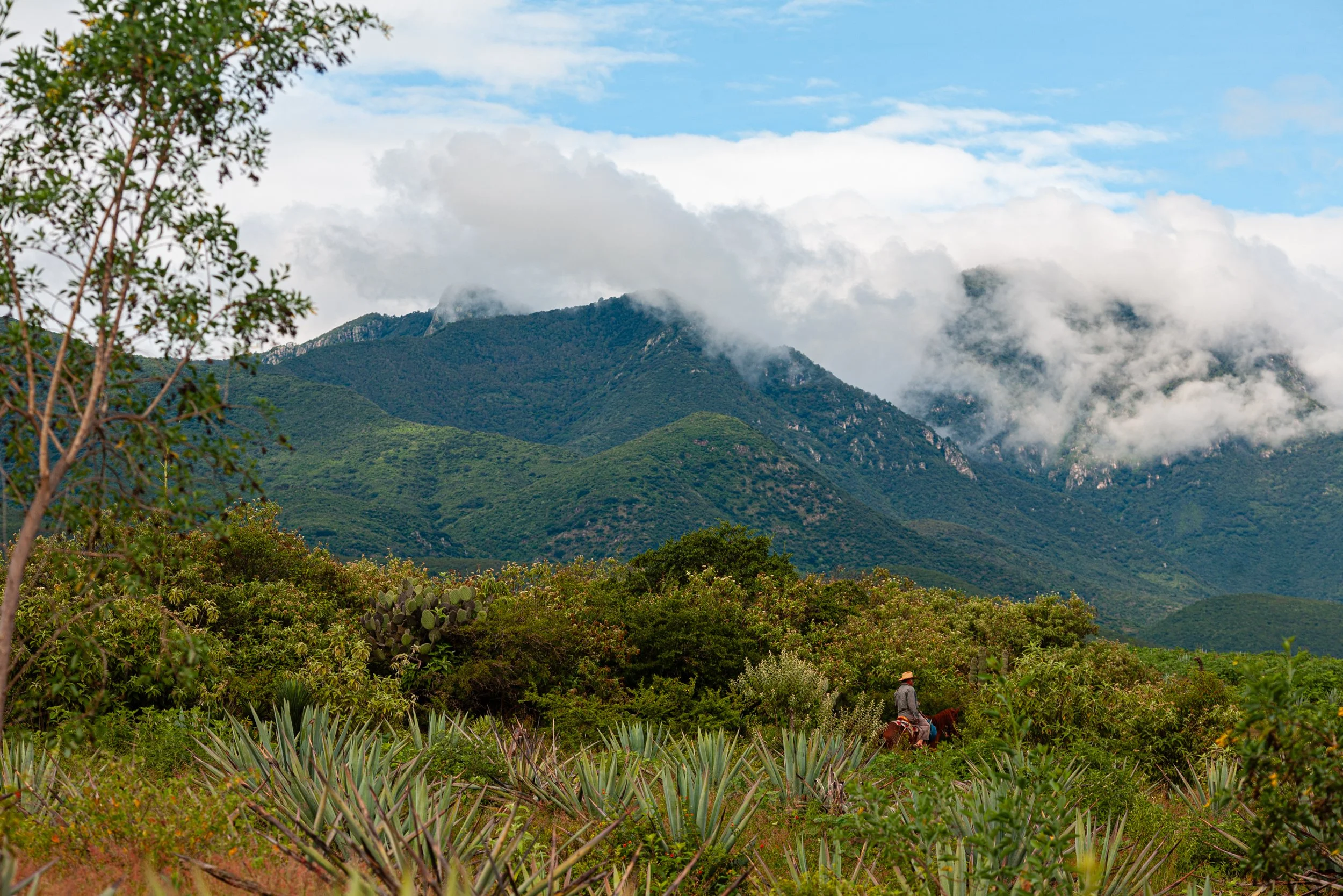 Mezcal_Mexico_Oaxaca_SANTIAGO MATATLAN_0012.jpg